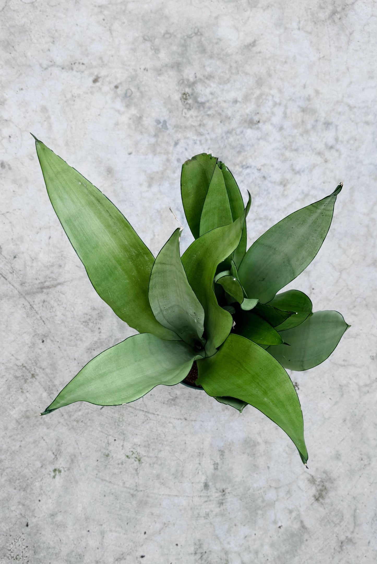 Sansevieria 'Moonshine' Snake Plant - 6 inch Pot - optional decorative plant