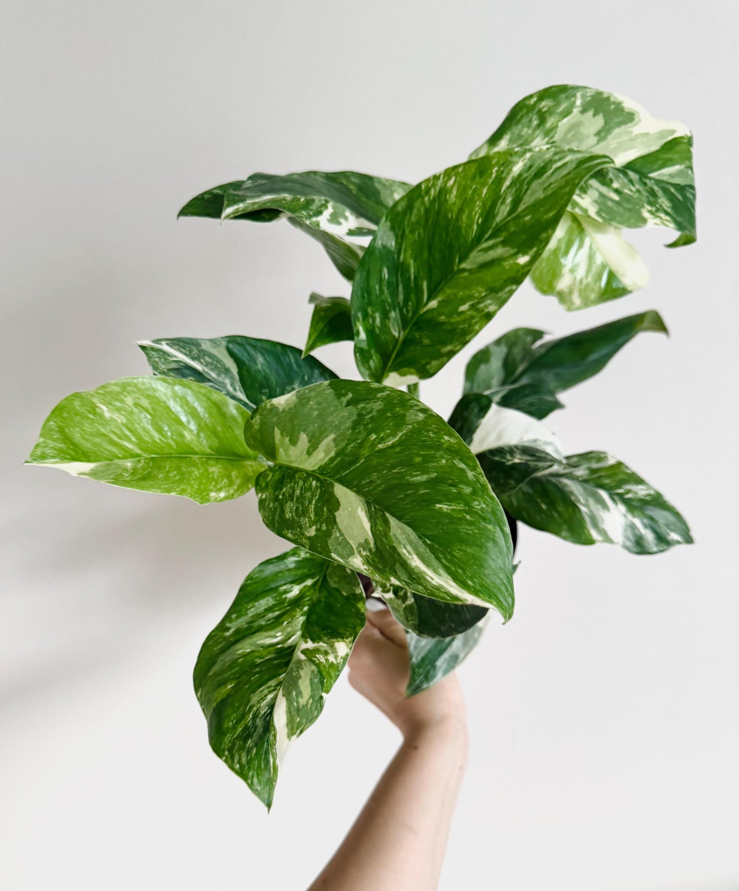 Monstera Lechleriana Variegated Plant - Rare Monstera - 6 inch Pot - Live Plant - optional decorative pot