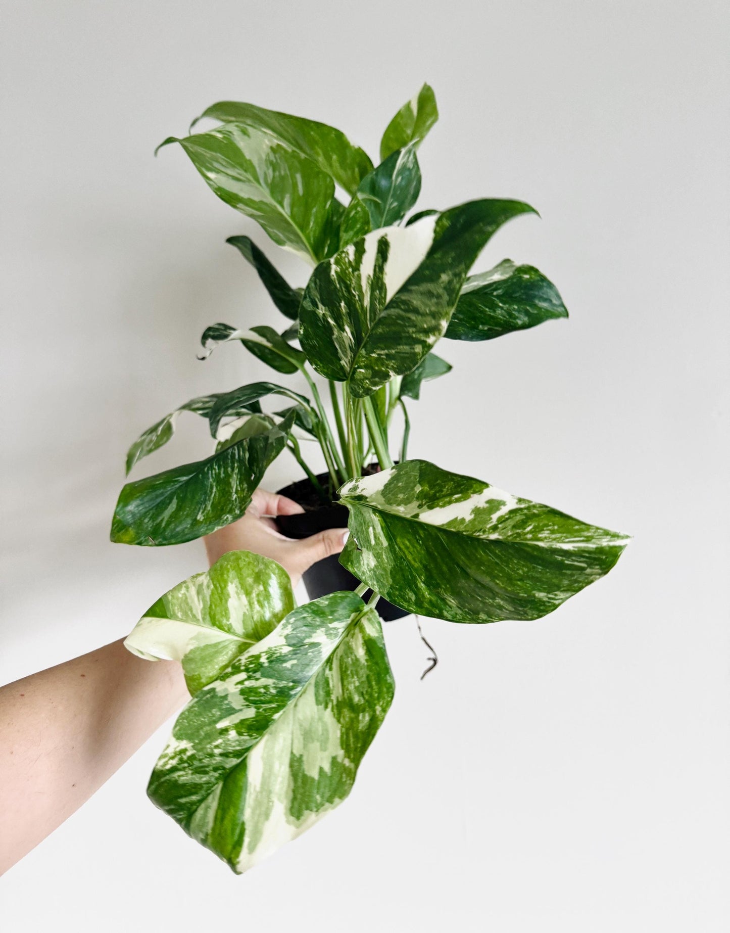 Monstera Lechleriana Variegated Plant - Rare Monstera - 6 inch Pot - Live Plant - optional decorative pot