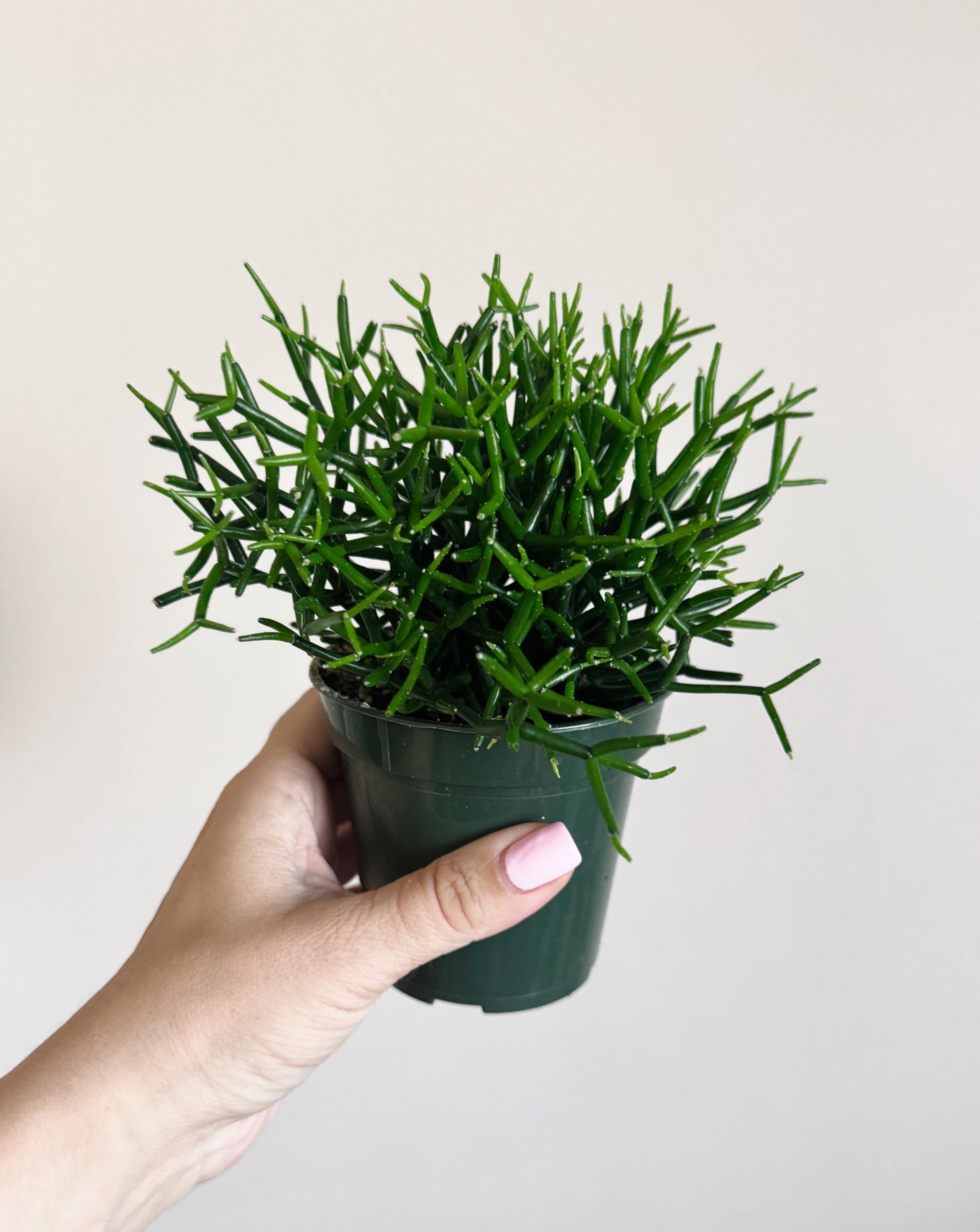 Hatiora Cylindrica | Dancing Bones Cactu| Plant - 3.5β Pot - Live Plant - optional decorative