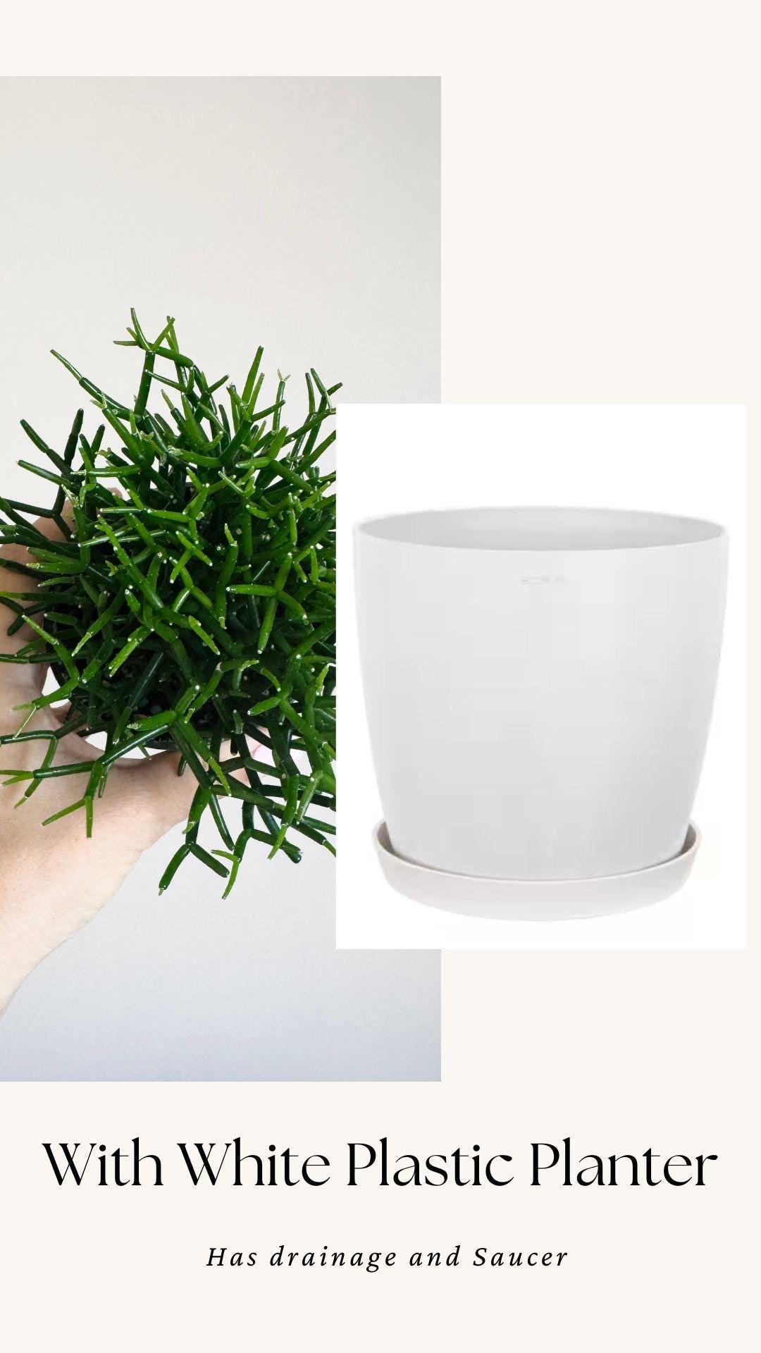 Hatiora Cylindrica | Dancing Bones Cactu| Plant - 3.5β Pot - Live Plant - optional decorative