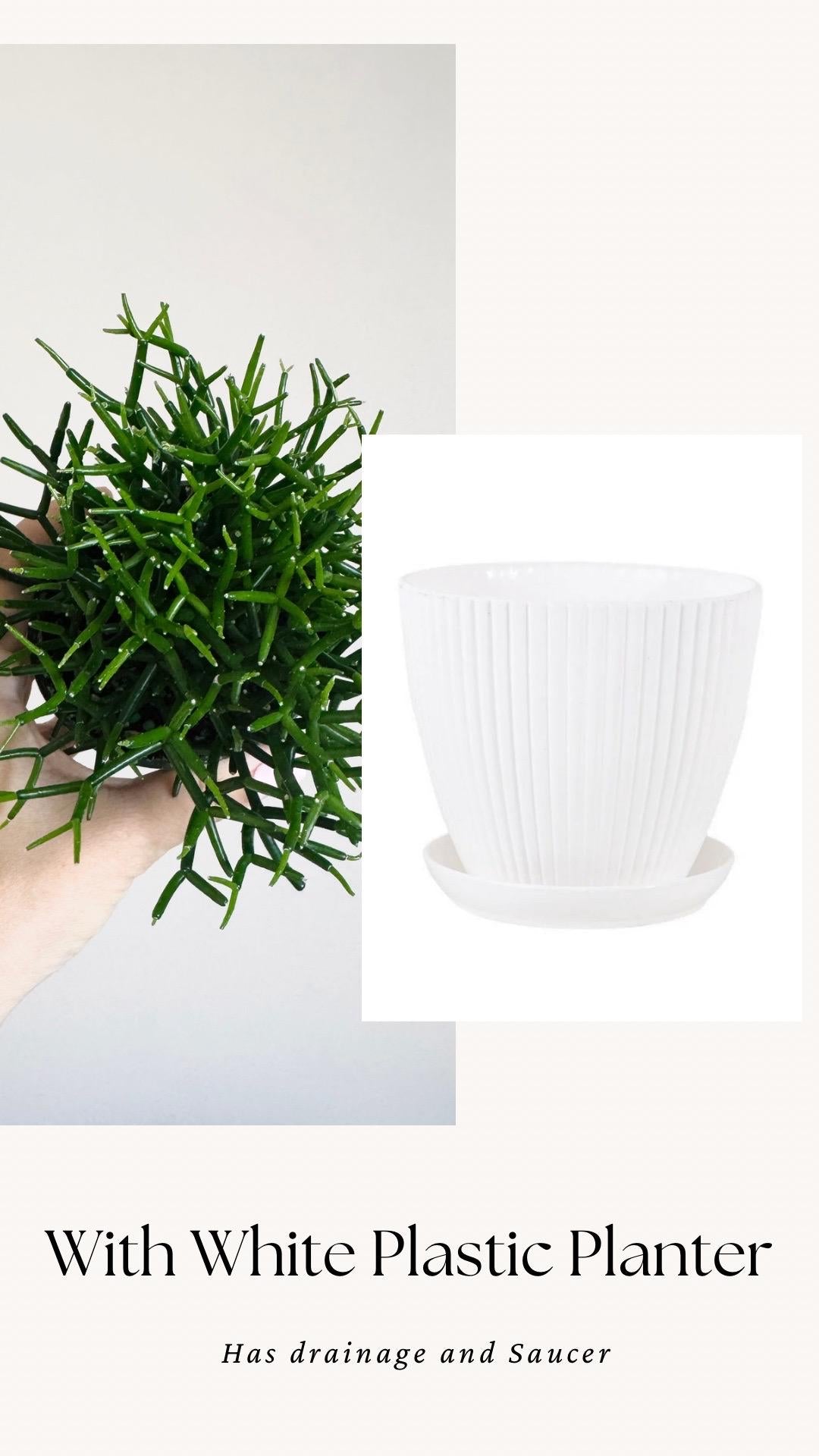 Hatiora Cylindrica | Dancing Bones Cactu| Plant - 3.5β Pot - Live Plant - optional decorative