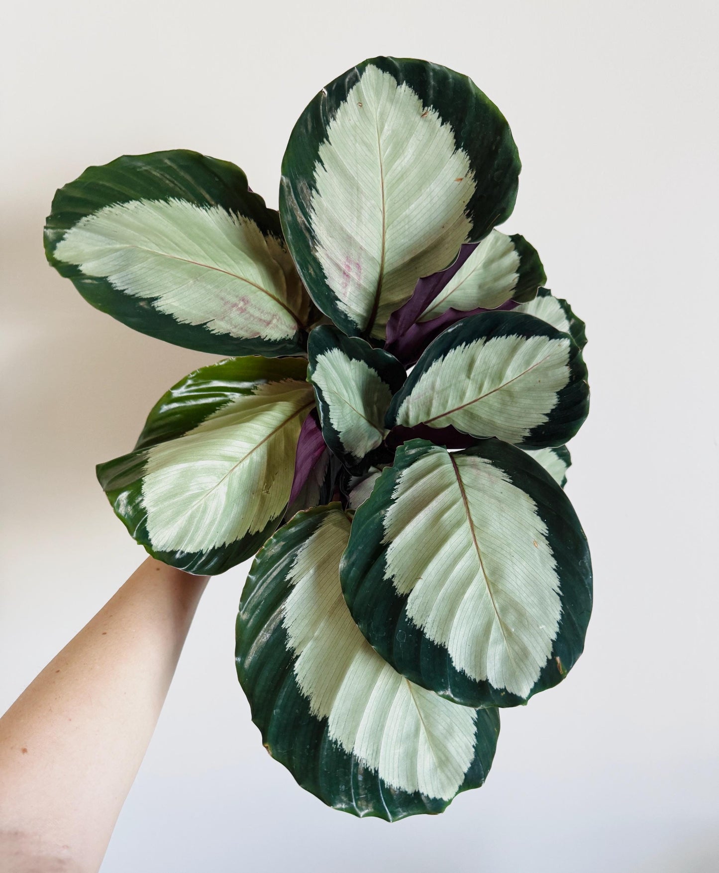 Calathea roseopicta ‘Corona’ Plant - Emerald Prayer in 6" Pot - Live Plant - optional deocrative pot