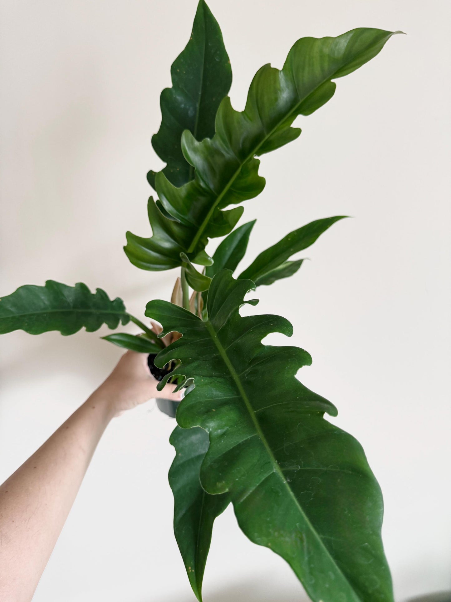 Philodendron Jungle Boogie Plant - 4 inch Pot - Live Plant - optional decorative pot