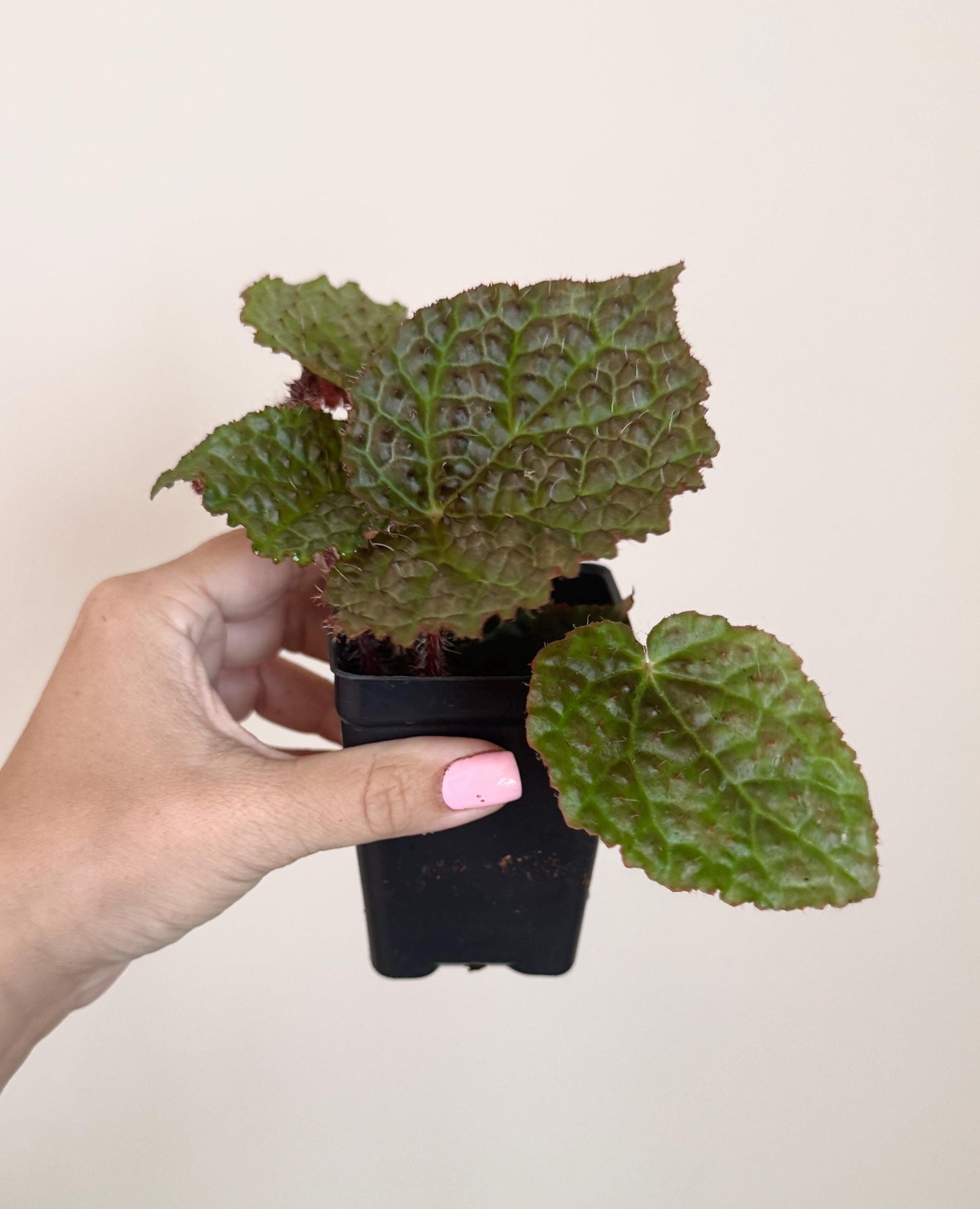 Begonia Melanobullata x Iron Cross Hybrid Rare Flowering Plant - 3β Pot - optional decorative pot