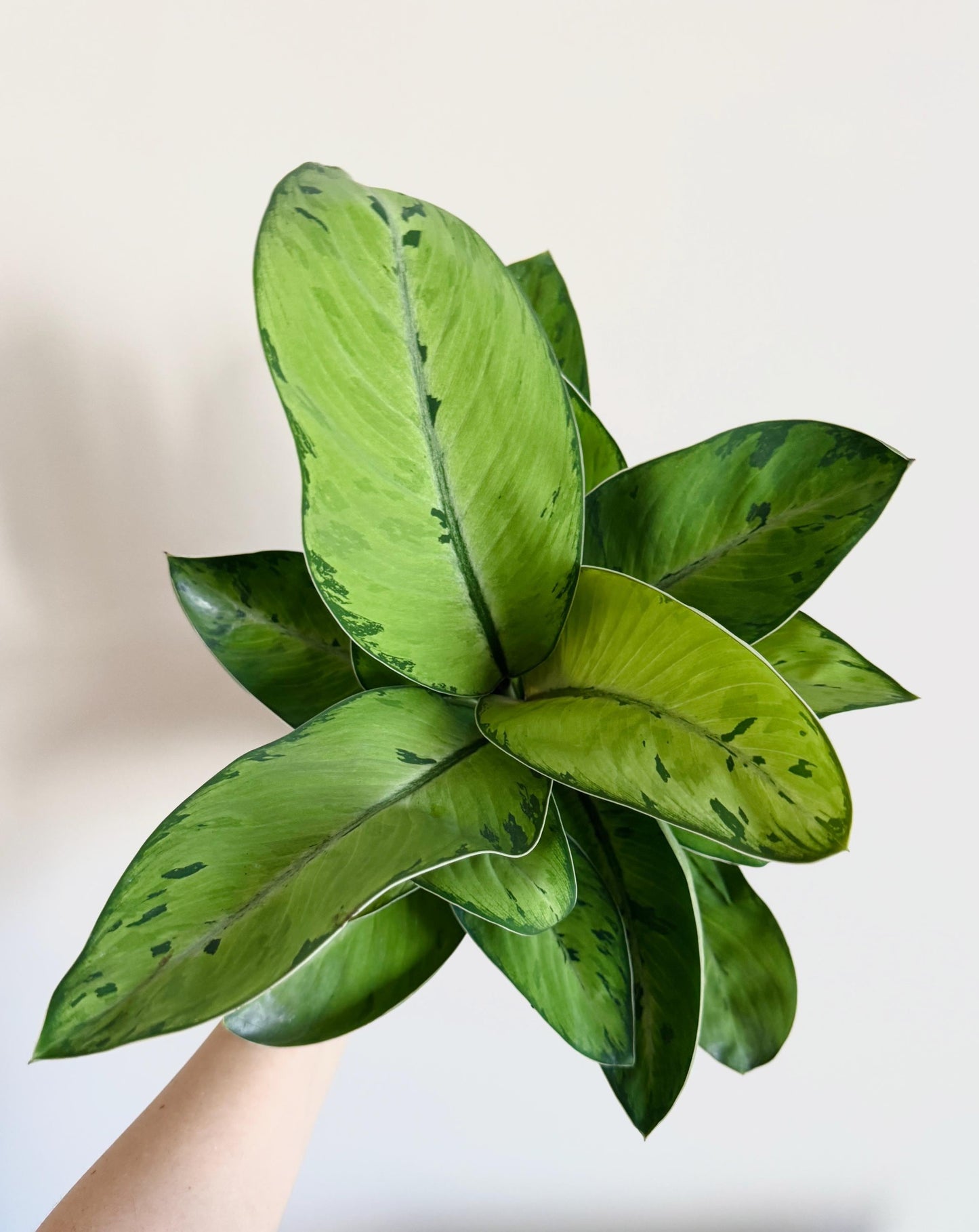 Homalomena Selby Plant - 6 inch Pot - optional deocrative pot