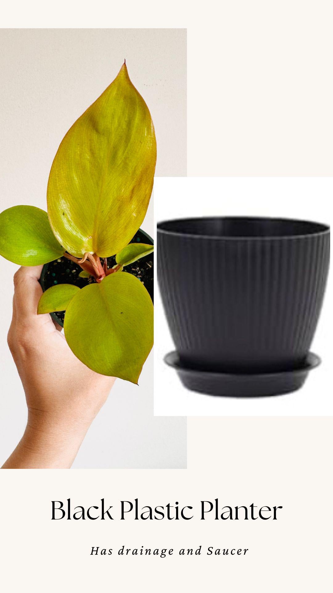 Philodendron Mars Plant 4 inch Pot - optional decorative pot