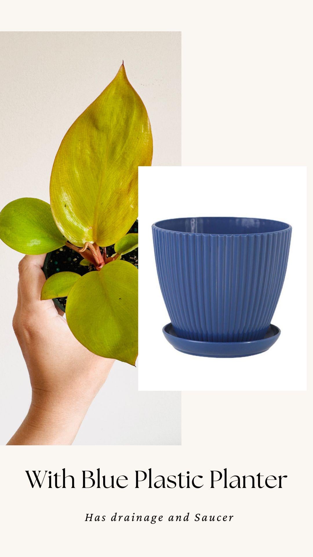 Philodendron Mars Plant 4 inch Pot - optional decorative pot