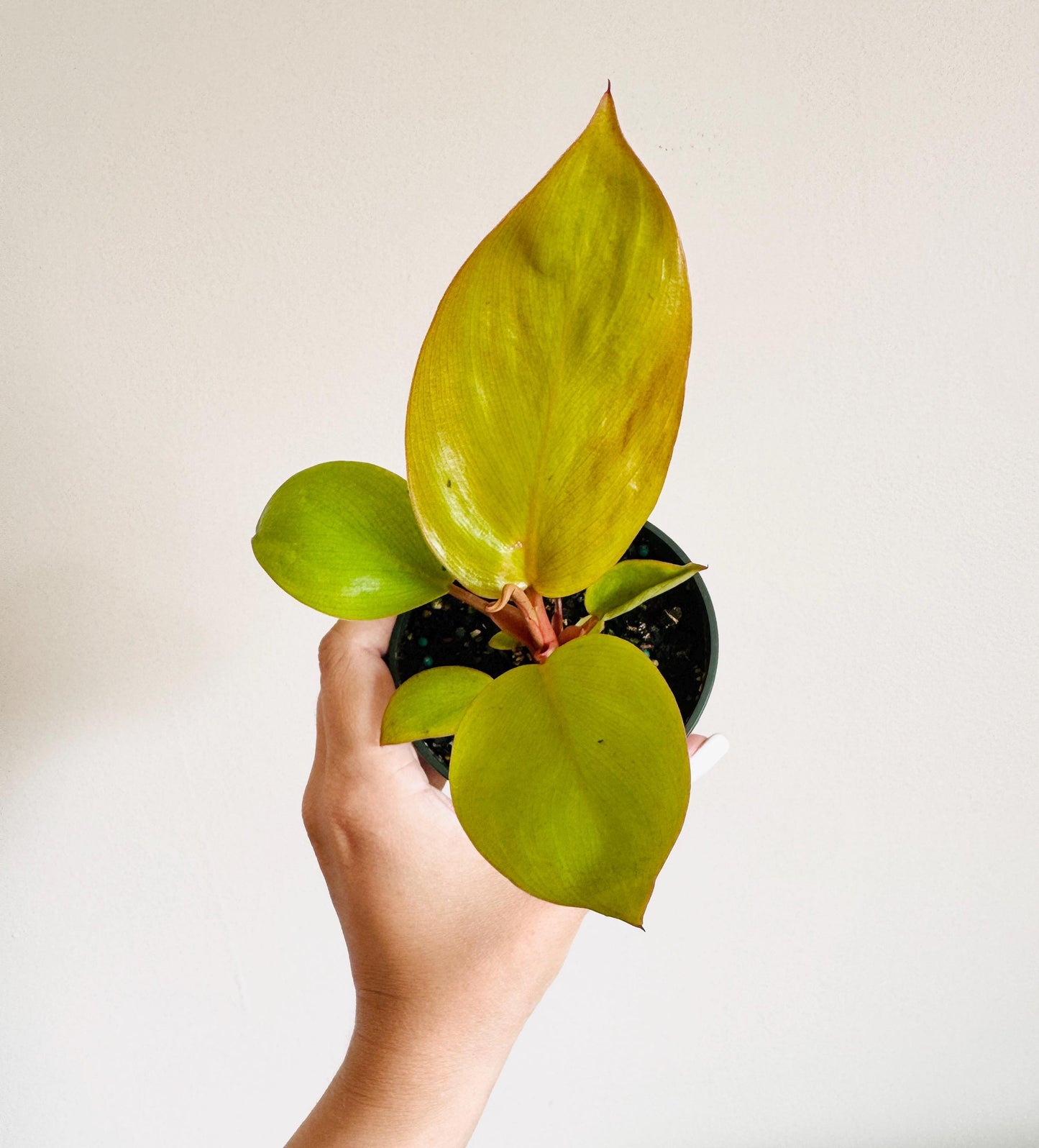 Philodendron Mars Plant 4 inch Pot - optional decorative pot