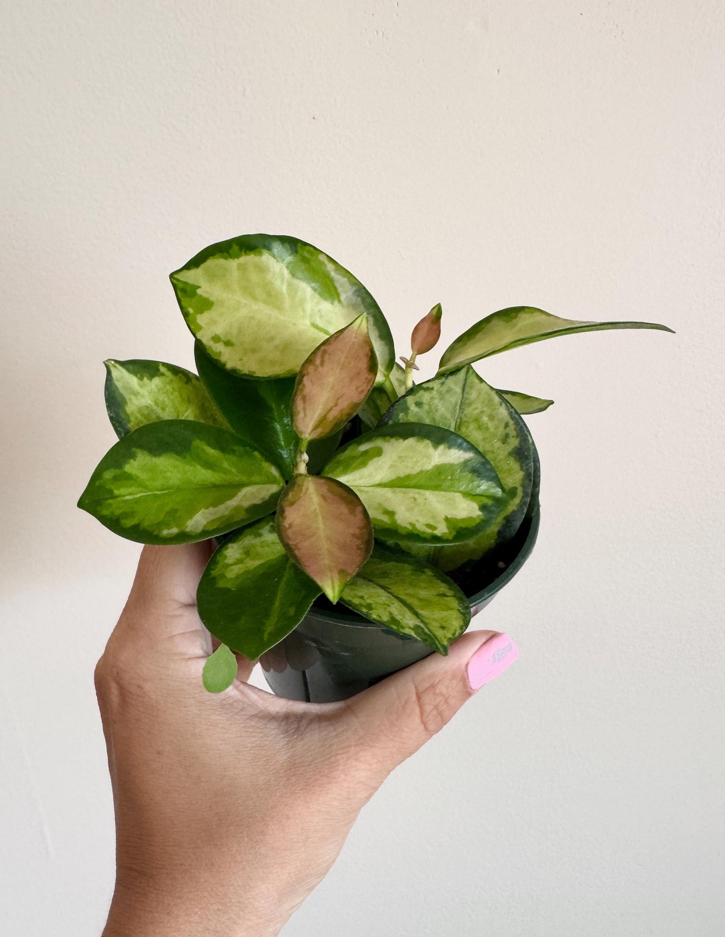 Hoya Lisa Variegated Flowering Wax Plant - 4 inch Pot - Live Plant - optional decorative pot