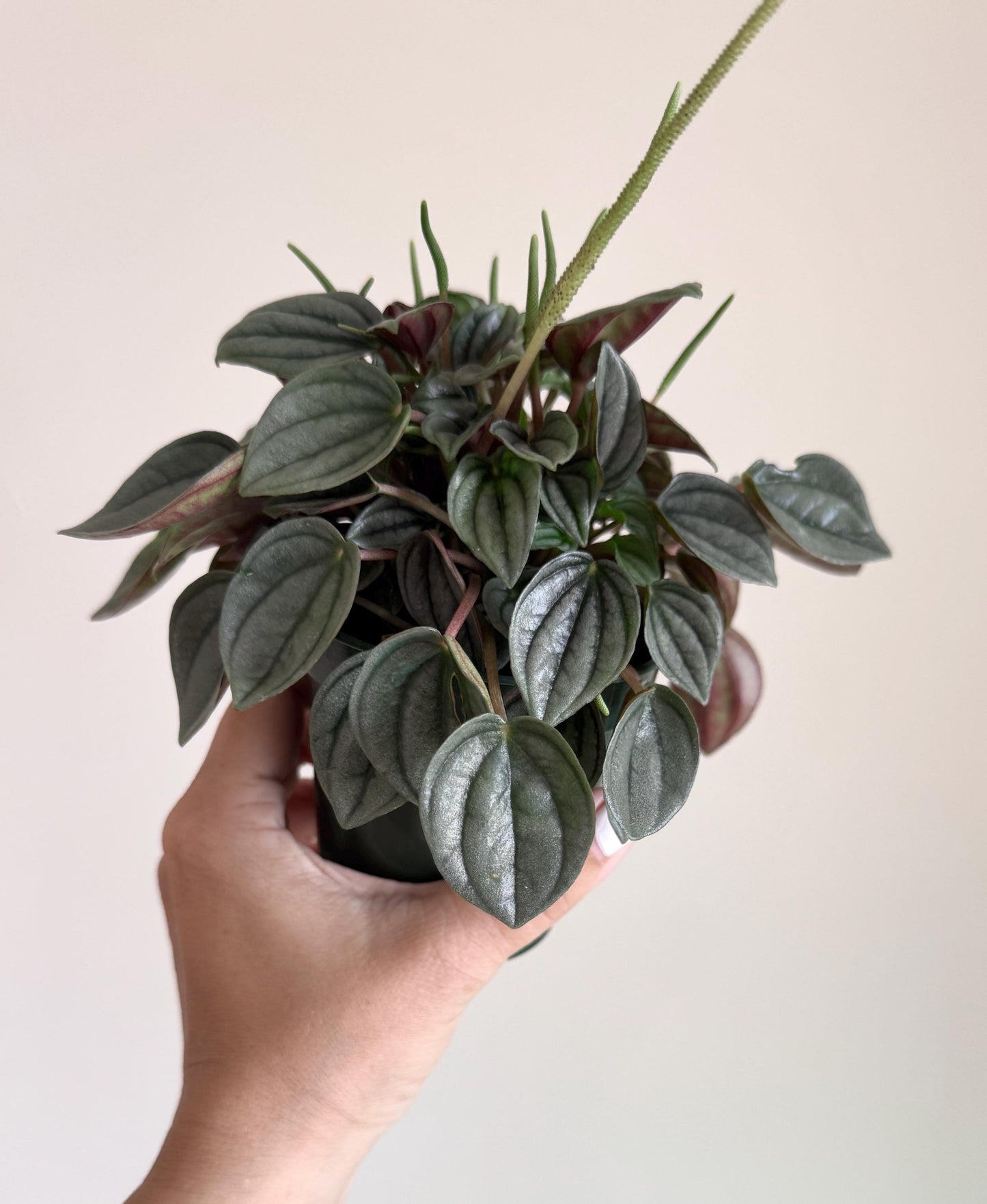 Peperomia Napoli Nights 4 inch Pot - Live Plant - optional decorative pot