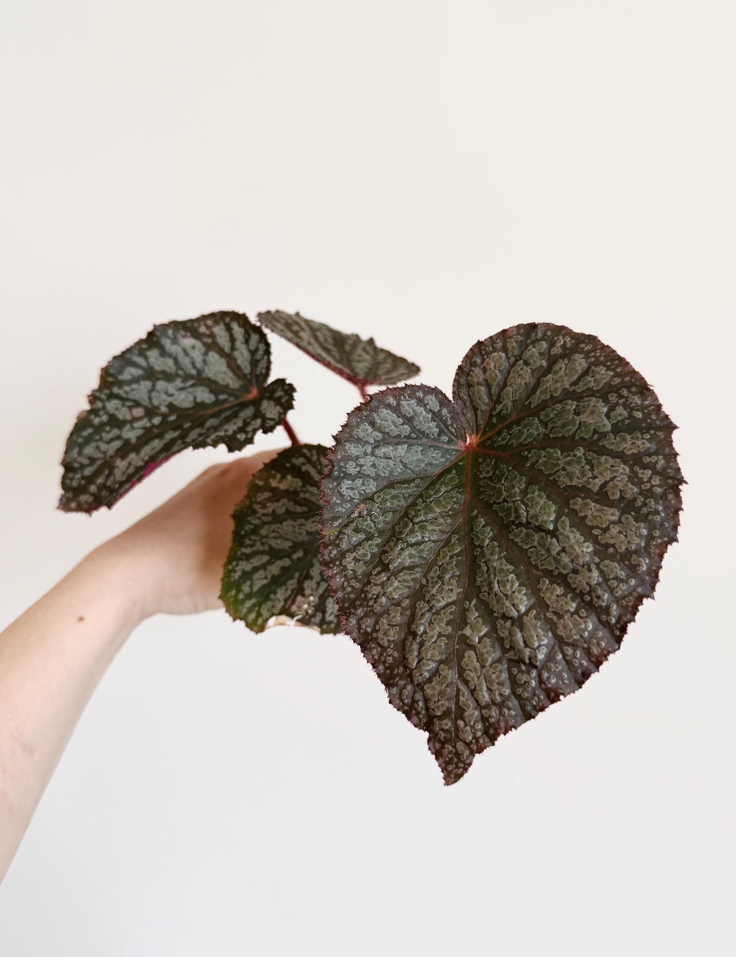 Begonia Vampire Slayer Rare Flowering Plant - 3β Pot - optional decorative pot
