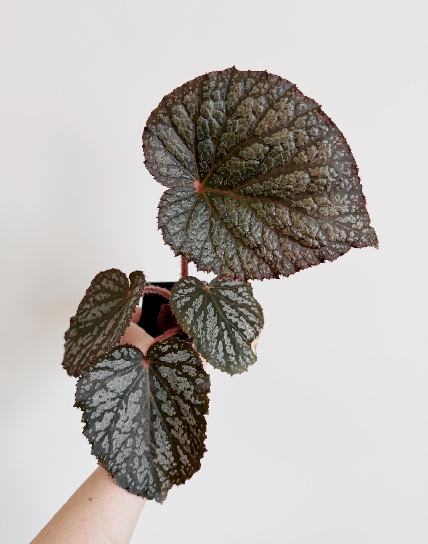 Begonia Vampire Slayer Rare Flowering Plant - 3β Pot - optional decorative pot