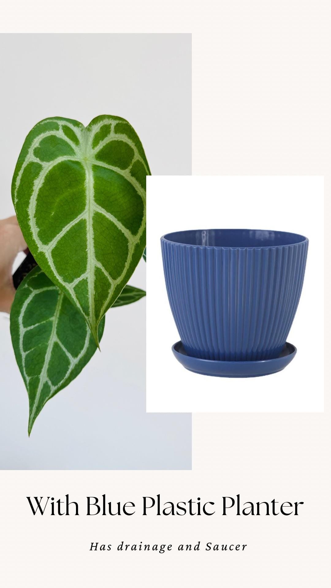 Anthurium Crystallium Plant - 4 inch Nursery Pot