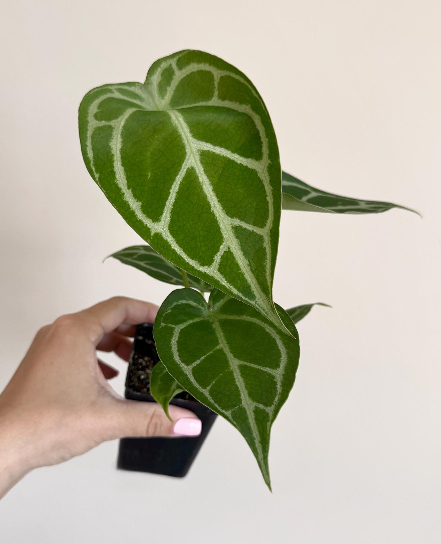 Anthurium Crystallium Plant - 4 inch Nursery Pot