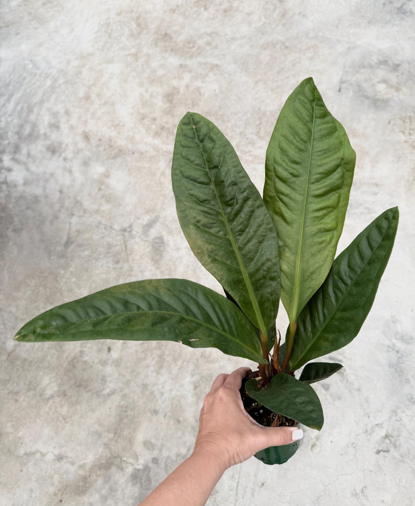 Anthurium Superbum Fl Plant - 4 inch Pot - Live Plant - optional decorative pot