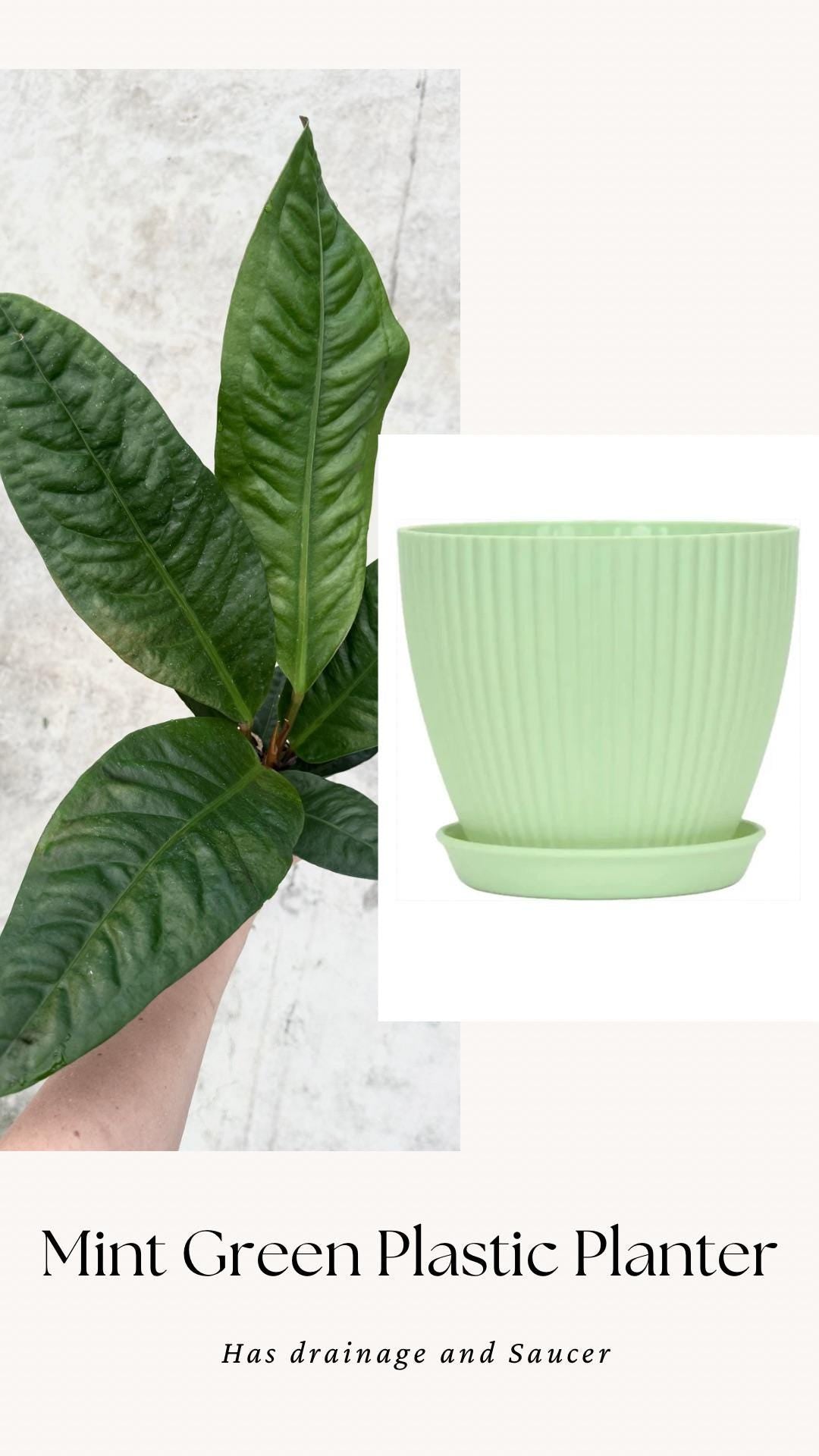 Anthurium Superbum Fl Plant - 4 inch Pot - Live Plant - optional decorative pot