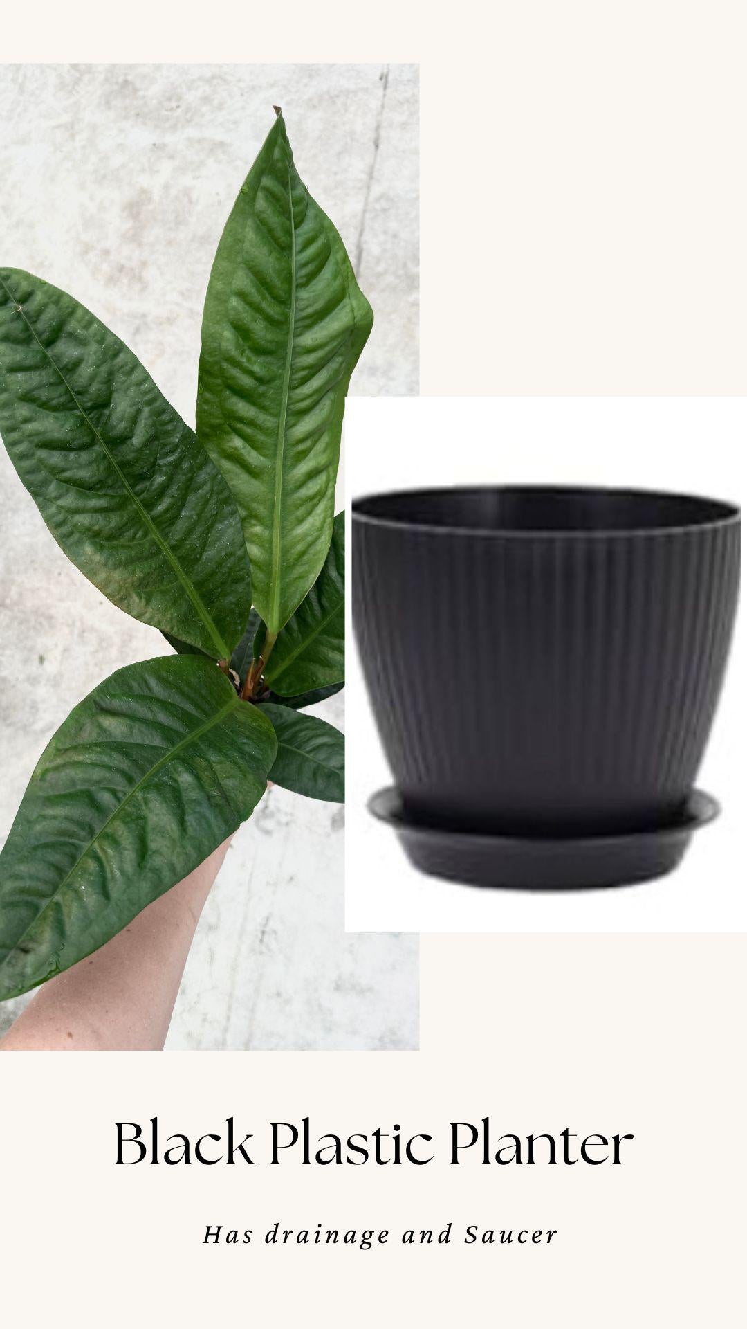 Anthurium Superbum Fl Plant - 4 inch Pot - Live Plant - optional decorative pot