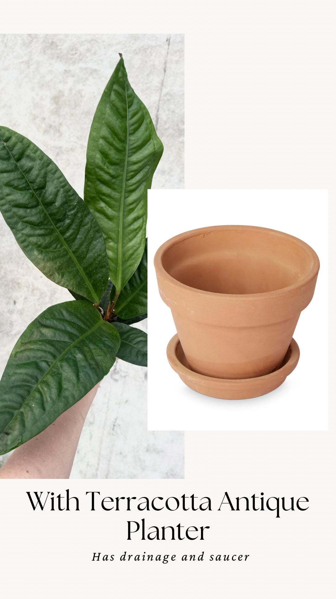 Anthurium Superbum Fl Plant - 4 inch Pot - Live Plant - optional decorative pot