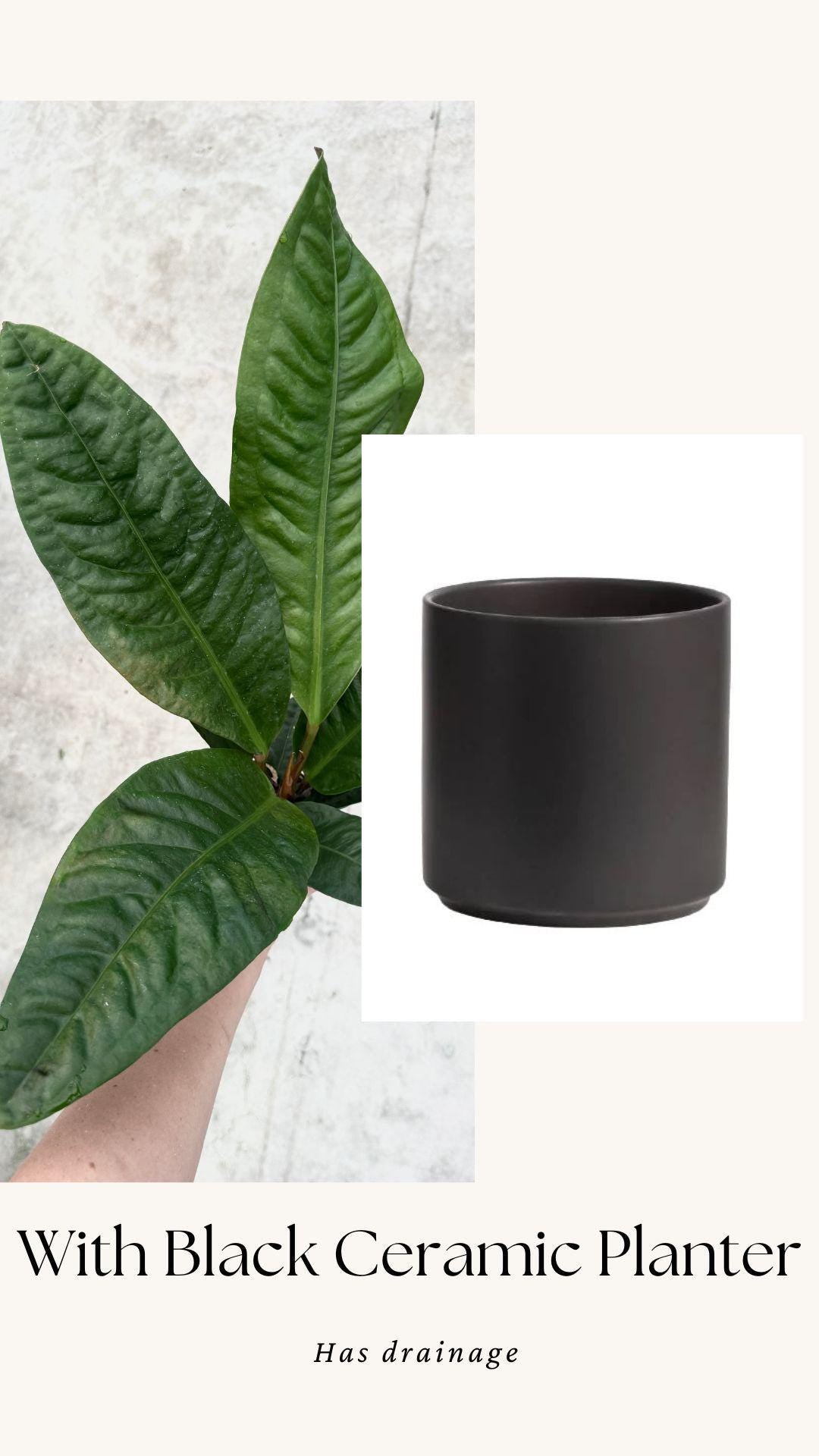 Anthurium Superbum Fl Plant - 4 inch Pot - Live Plant - optional decorative pot