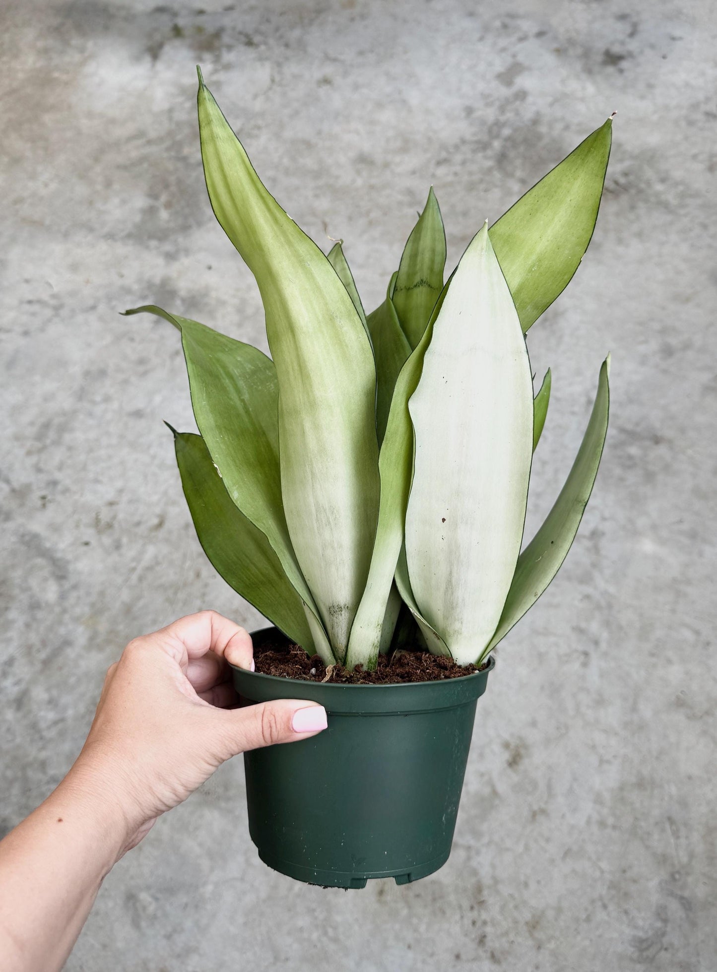 Sansevieria 'Moonshine' Snake Plant - 6 inch Pot - optional decorative plant
