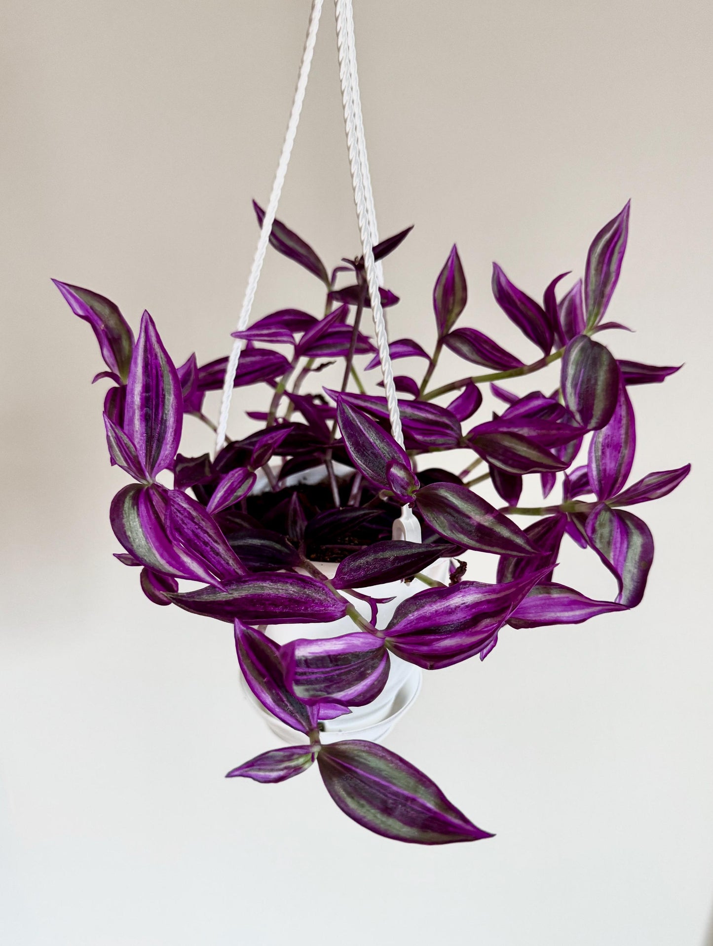 Tradescantia Pink Paradise Plant | 4.5 inch Hanging pot - Live Plant - optional decorative hanger