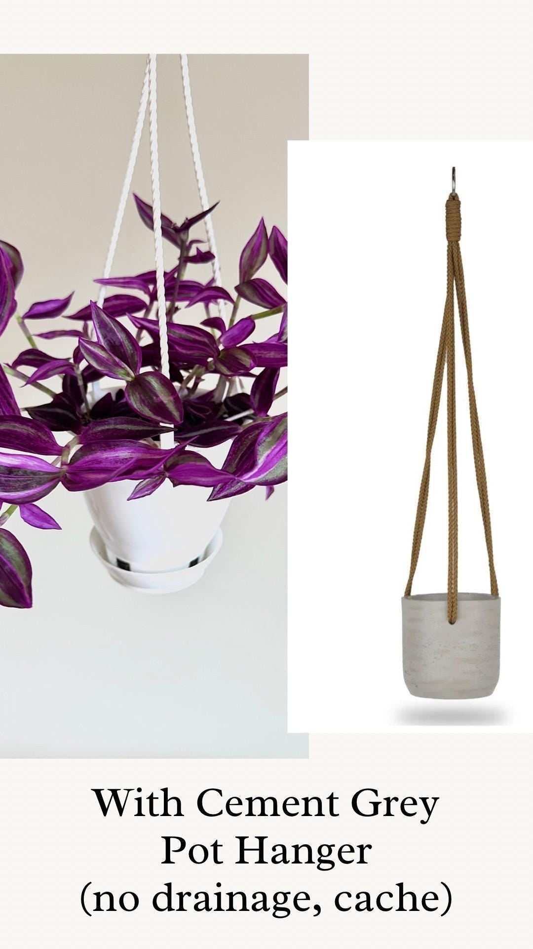 Tradescantia Pink Paradise Plant | 4.5 inch Hanging pot - Live Plant - optional decorative hanger