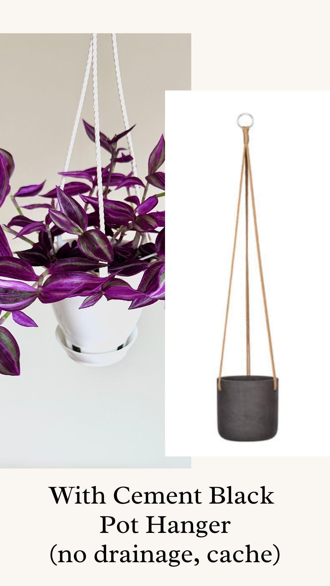 Tradescantia Pink Paradise Plant | 4.5 inch Hanging pot - Live Plant - optional decorative hanger