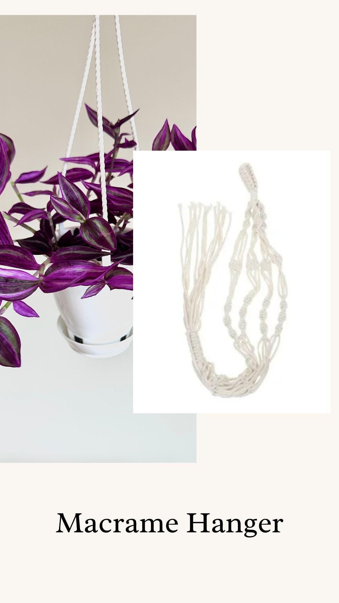 Tradescantia Pink Paradise Plant | 4.5 inch Hanging pot - Live Plant - optional decorative hanger