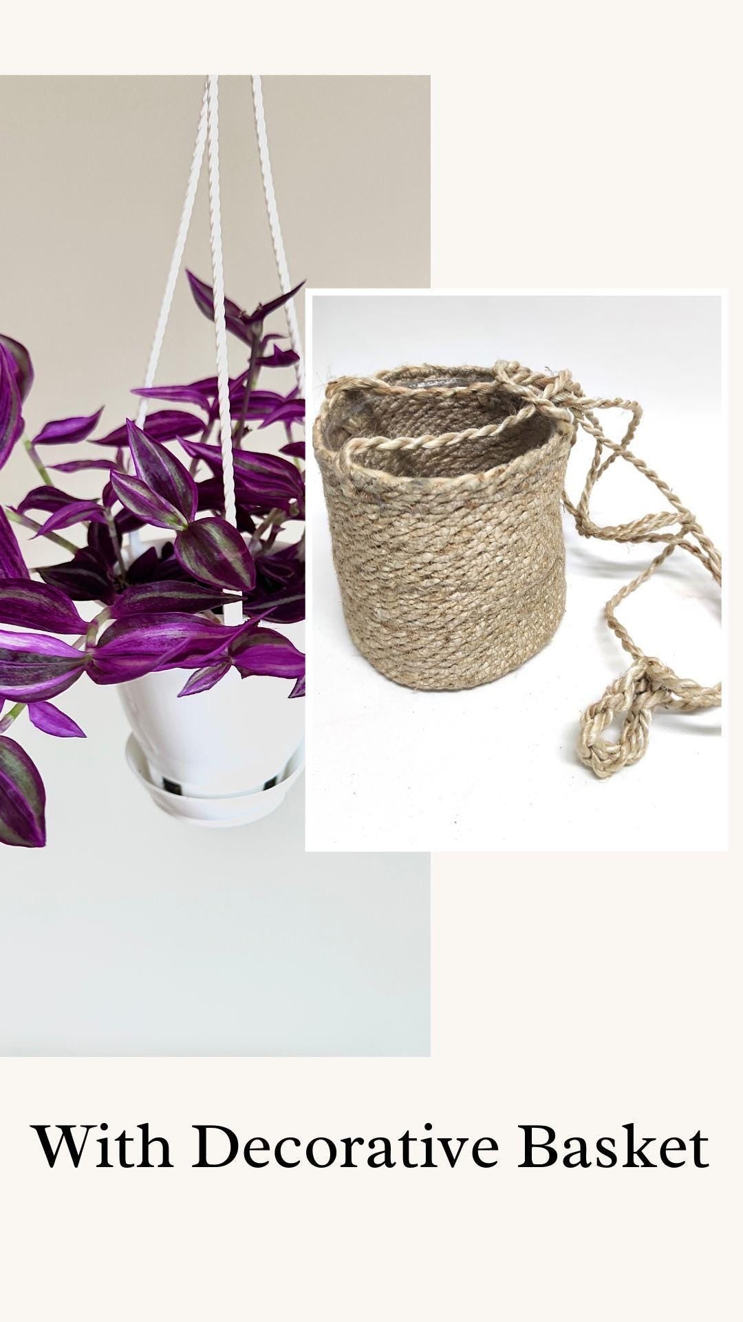 Tradescantia Pink Paradise Plant | 4.5 inch Hanging pot - Live Plant - optional decorative hanger