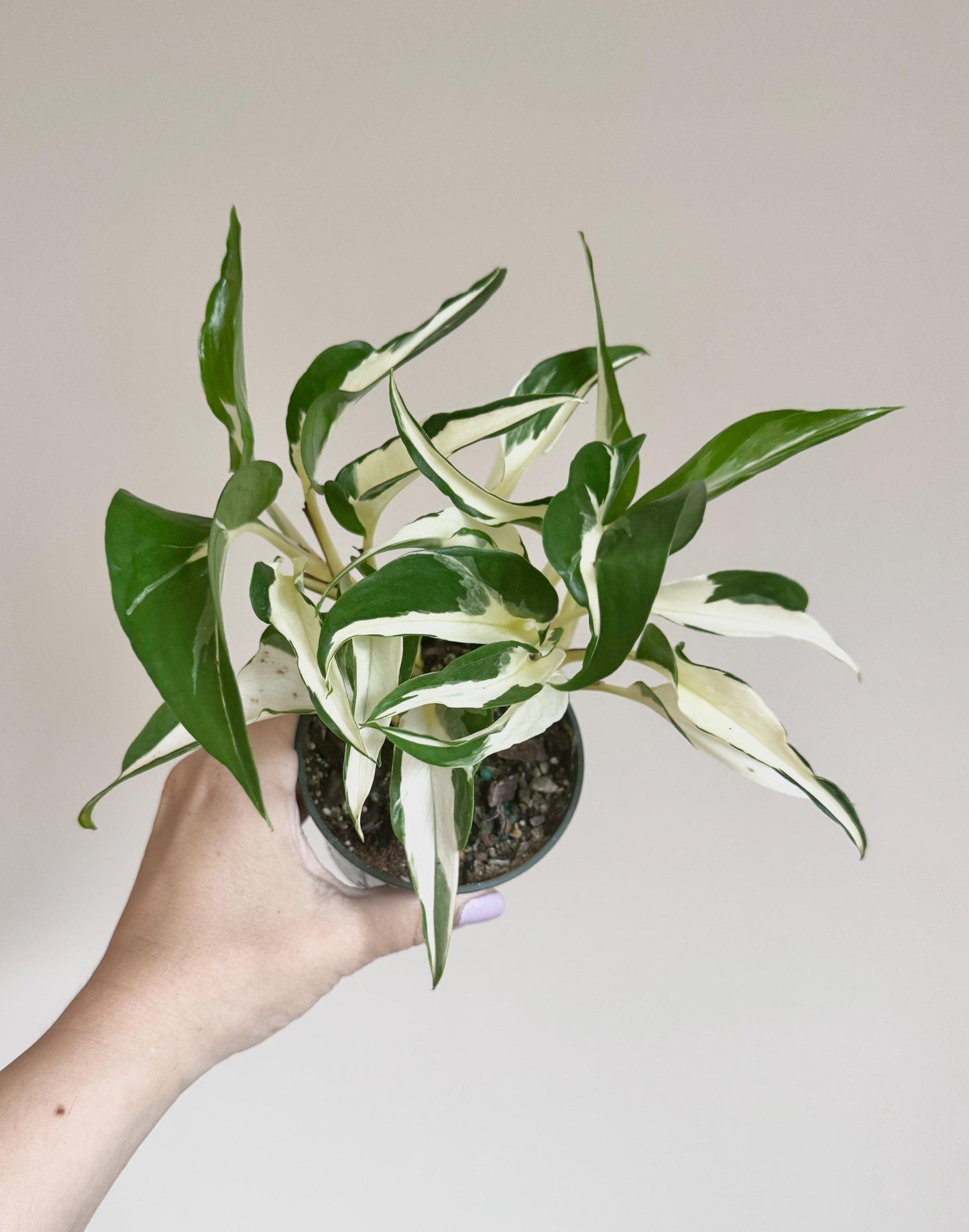 Manjula Mutant Pothos - 4 inch pot - Live Rare Plant