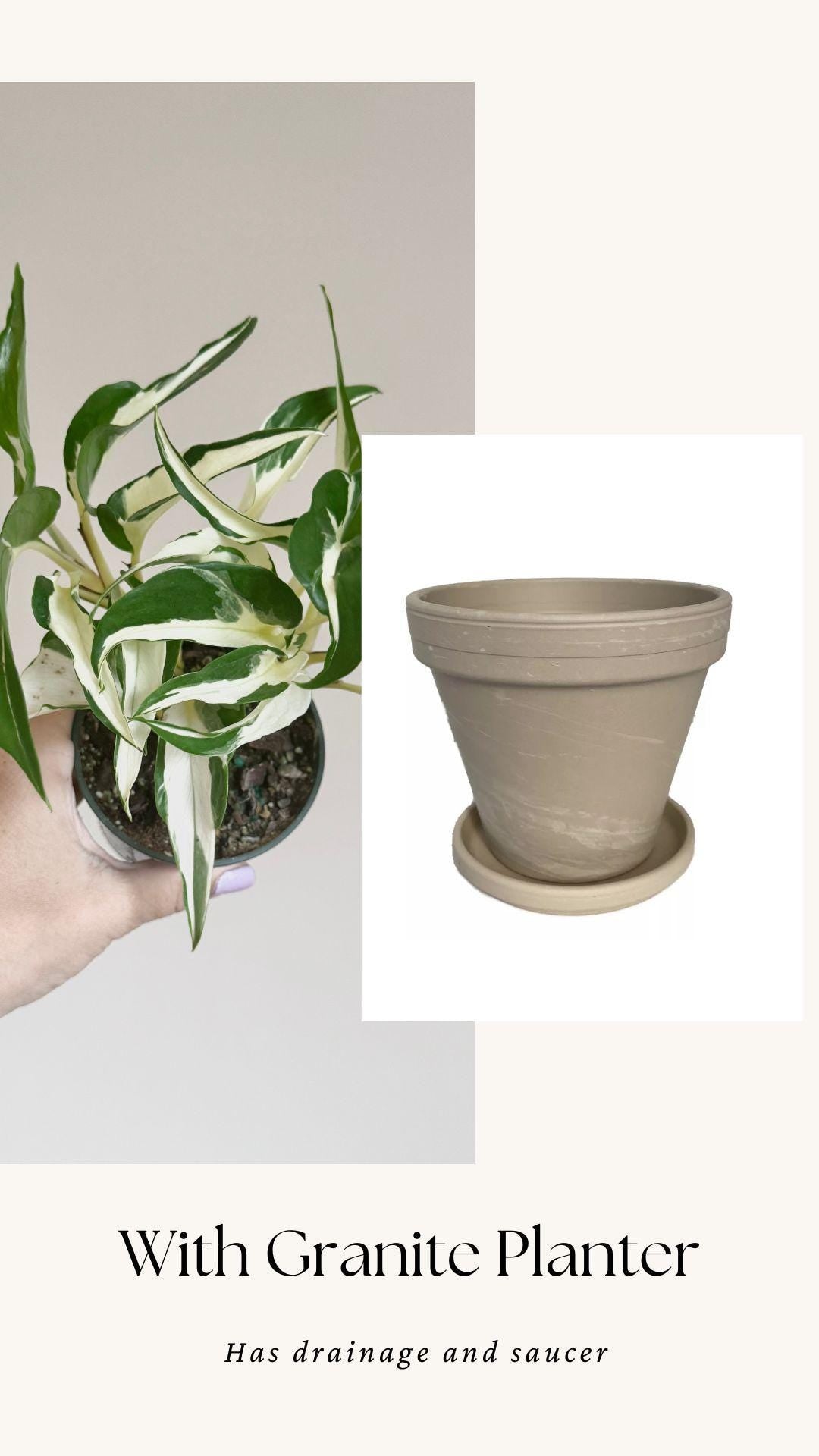Manjula Mutant Pothos - 4 inch pot - Live Rare Plant