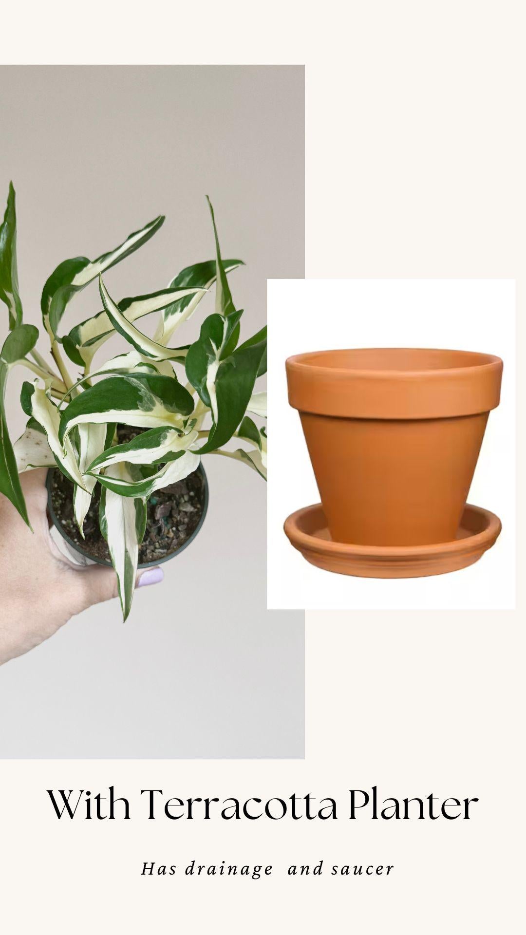 Manjula Mutant Pothos - 4 inch pot - Live Rare Plant
