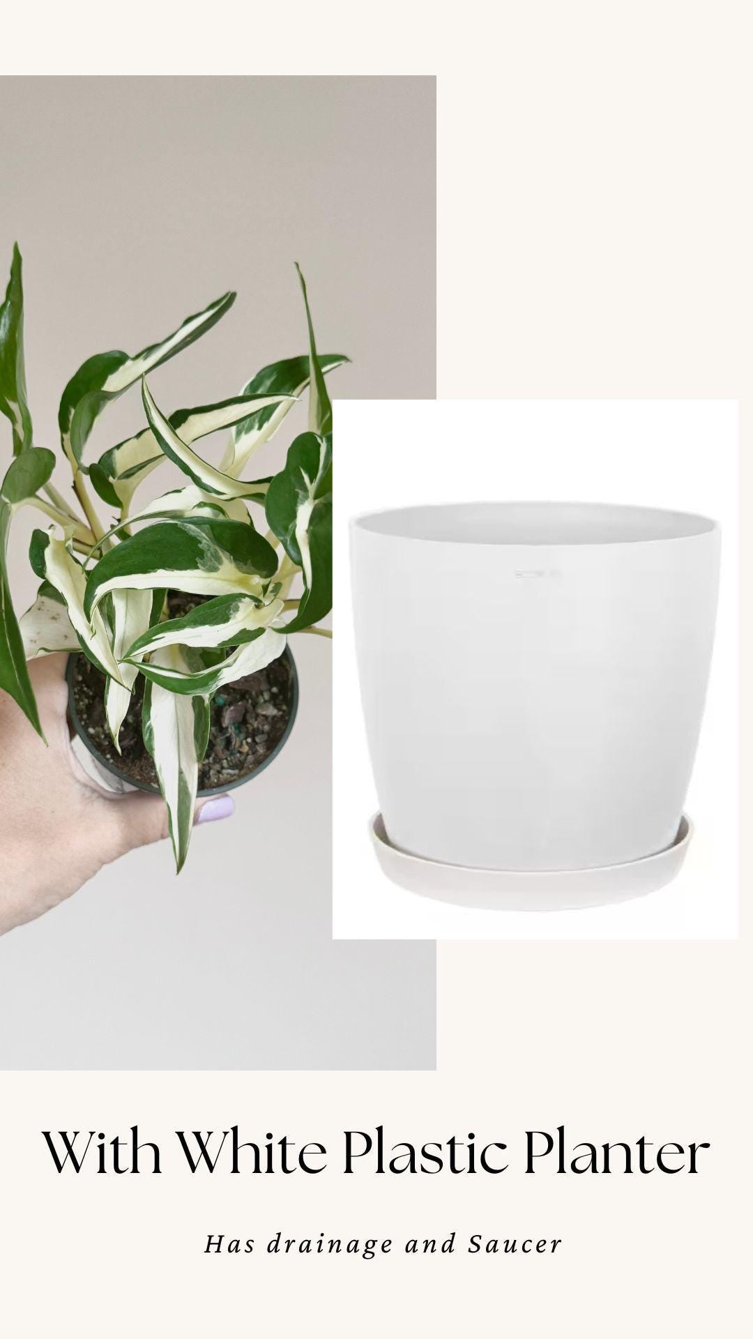 Manjula Mutant Pothos - 4 inch pot - Live Rare Plant
