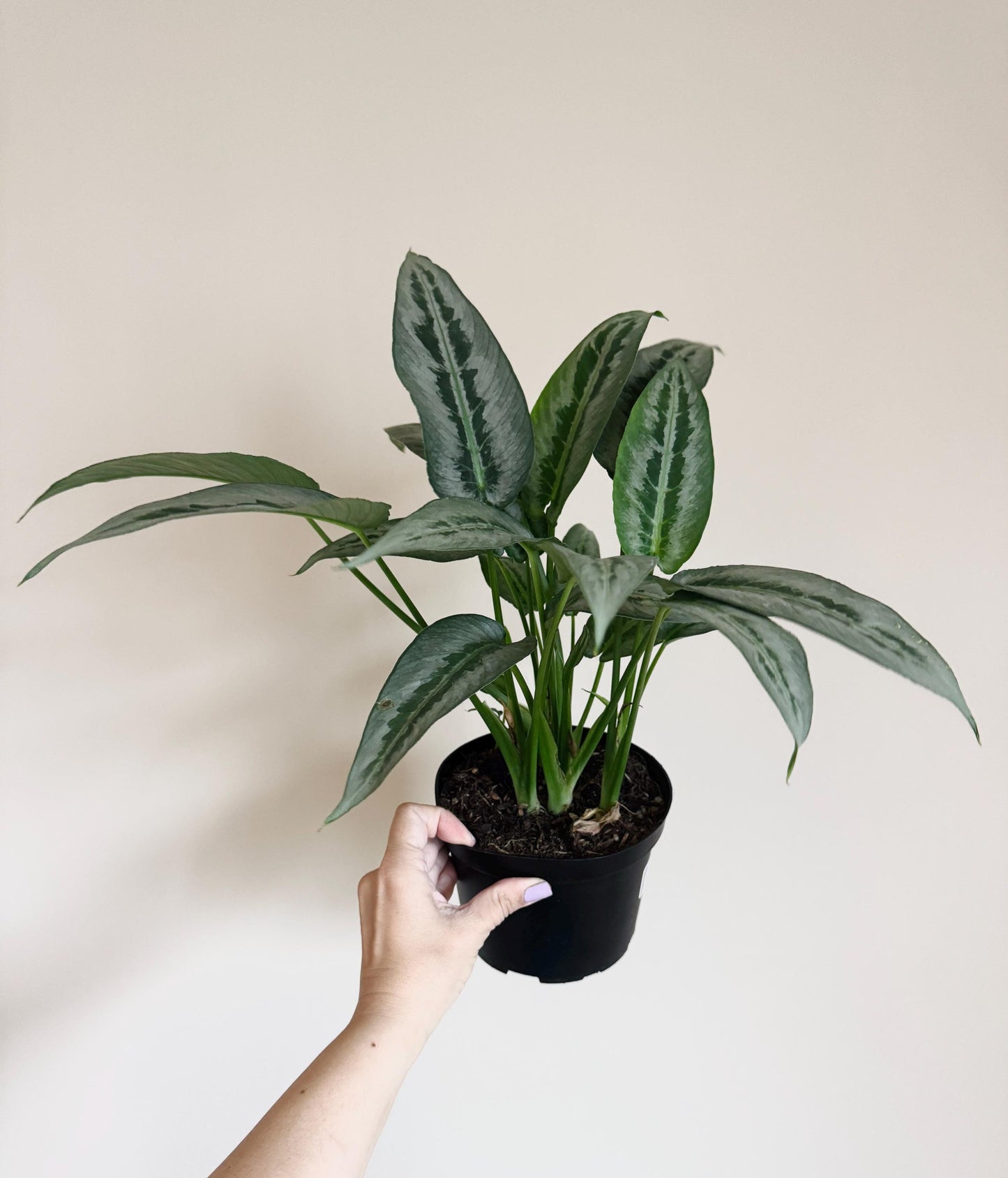 Schismatoglottis Silver Indukan RARE Plant - 6 inch Pot - optional deocrative pot