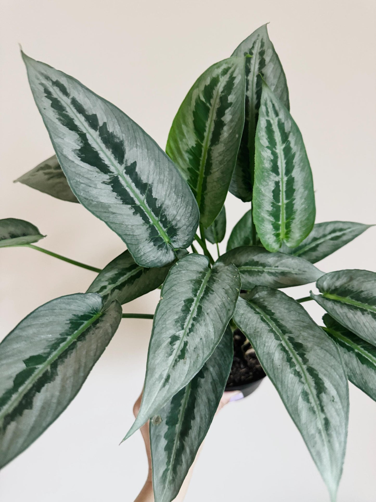Schismatoglottis Silver Indukan RARE Plant - 6 inch Pot - optional deocrative pot