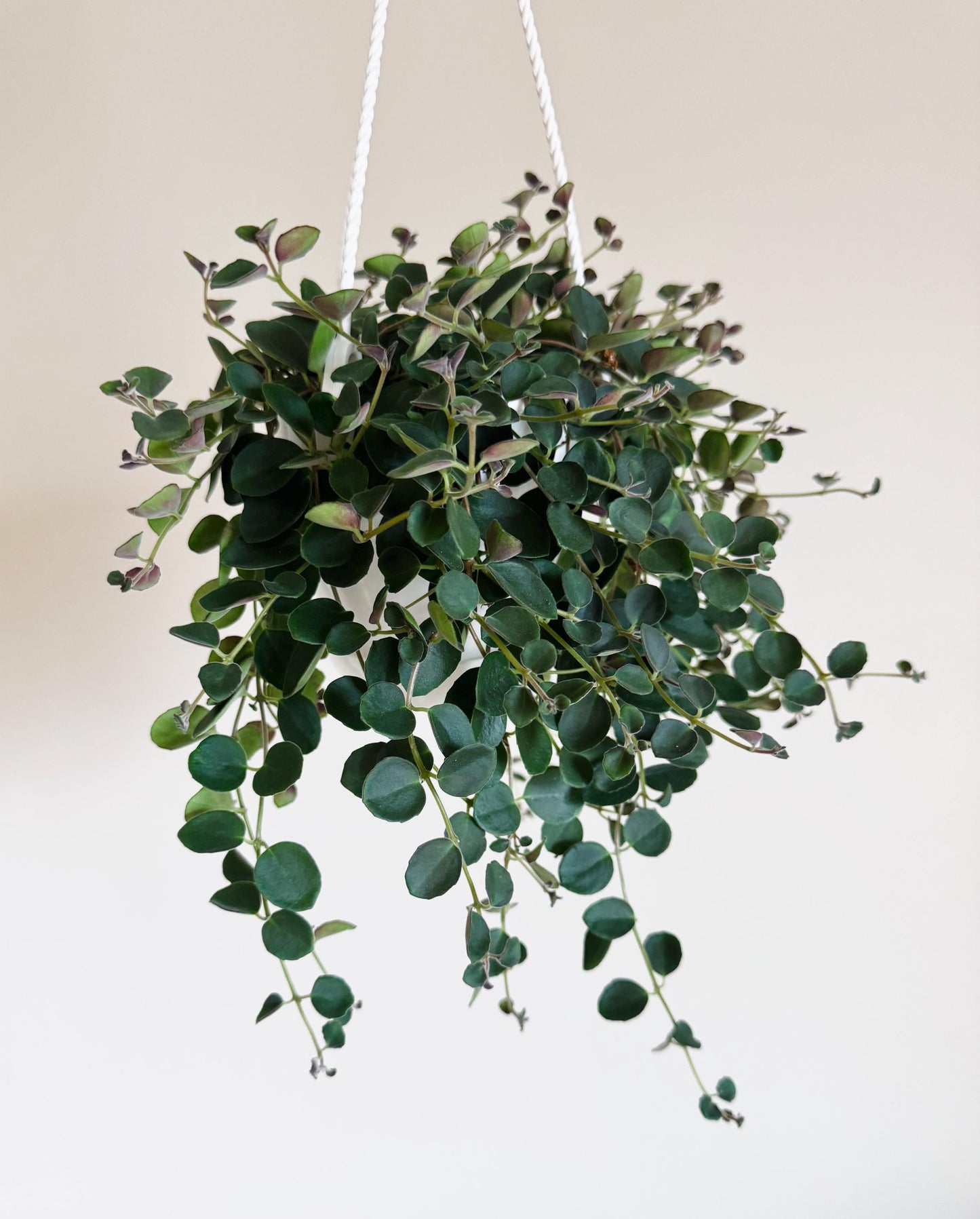 Codonanthe Devosiana Paula Plant | 4.5 Hanging Basket
