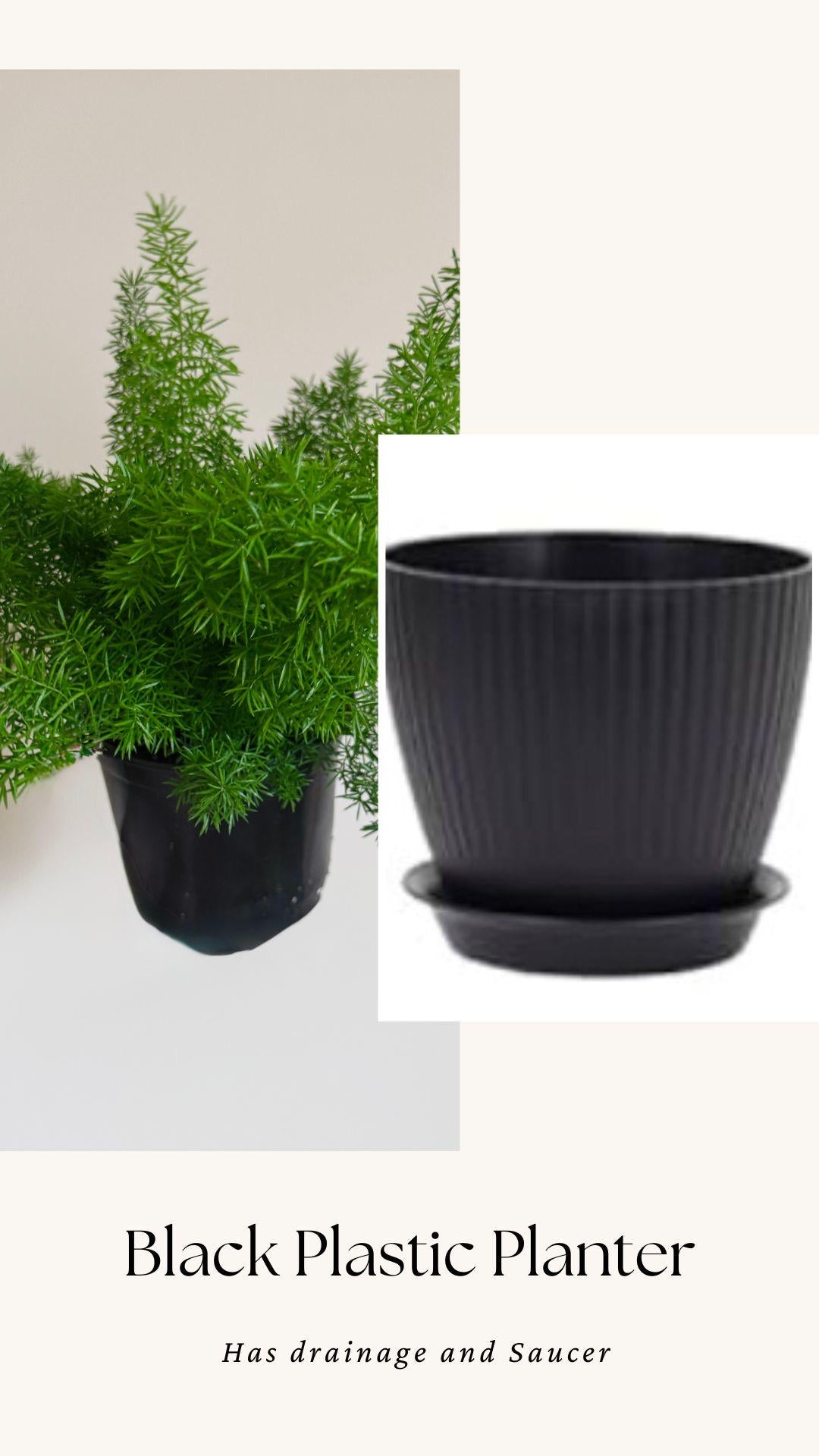 Fern Foxtail Plant - 6 inch Pot - optional decorative plant