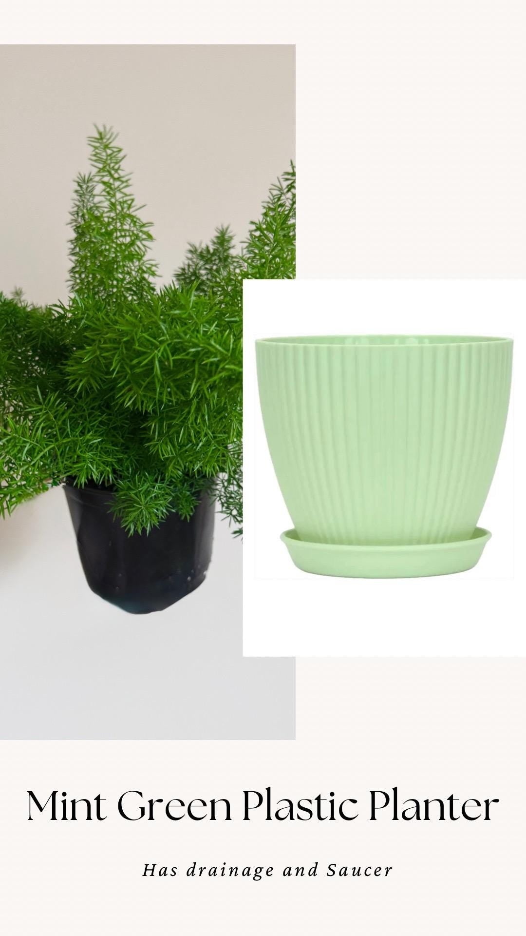 Fern Foxtail Plant - 6 inch Pot - optional decorative plant