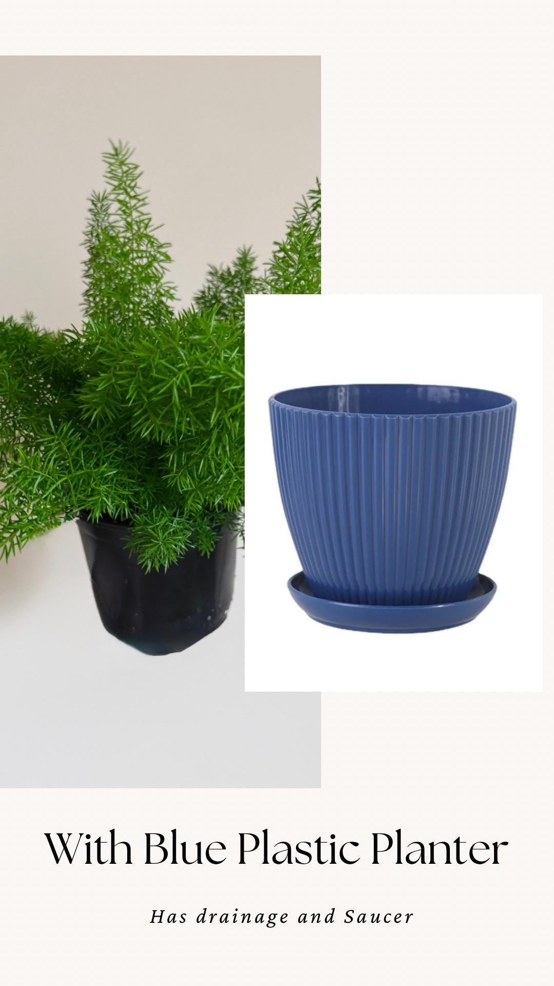 Fern Foxtail Plant - 6 inch Pot - optional decorative plant