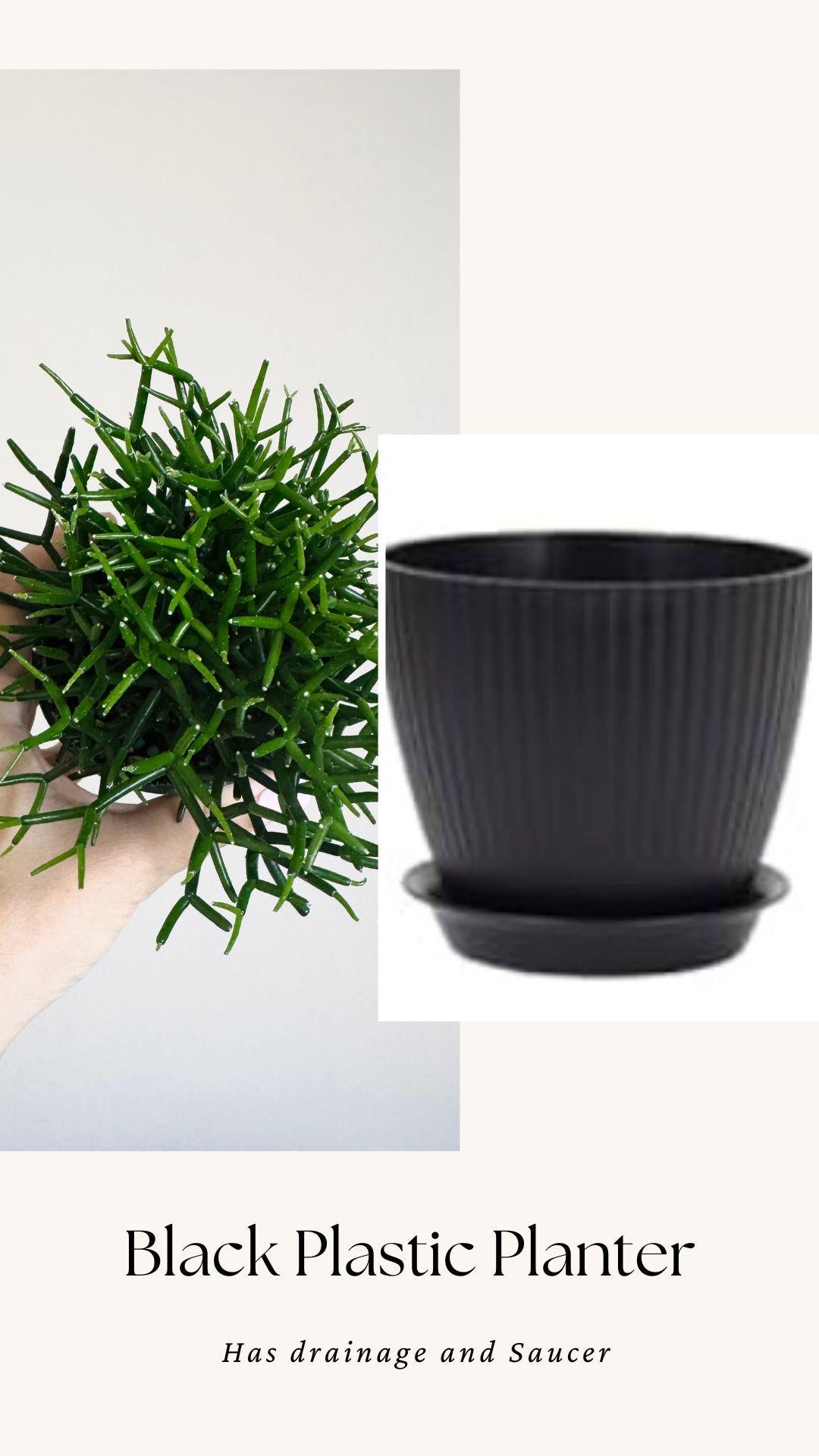 Hatiora Cylindrica | Dancing Bones Cactu| Plant - 3.5β Pot - Live Plant - optional decorative