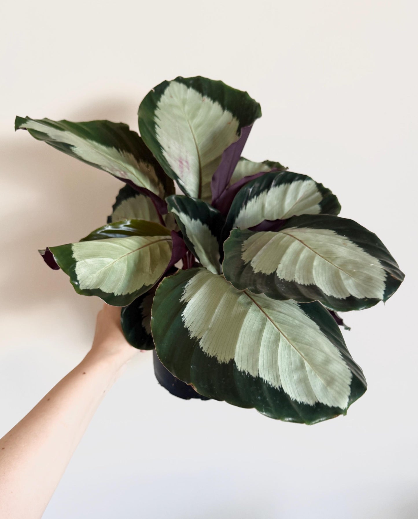 Calathea roseopicta ‘Corona’ Plant - Emerald Prayer in 6" Pot - Live Plant - optional deocrative pot