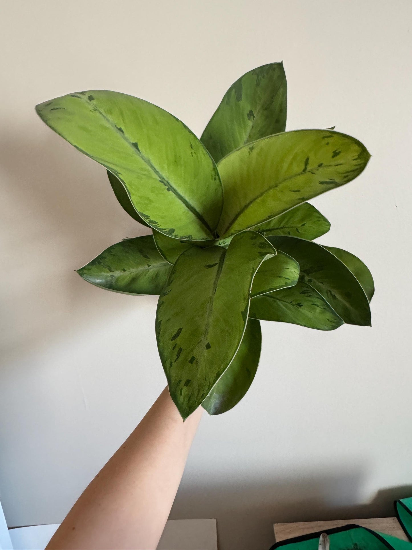 Homalomena Selby Plant - 6 inch Pot - optional deocrative pot