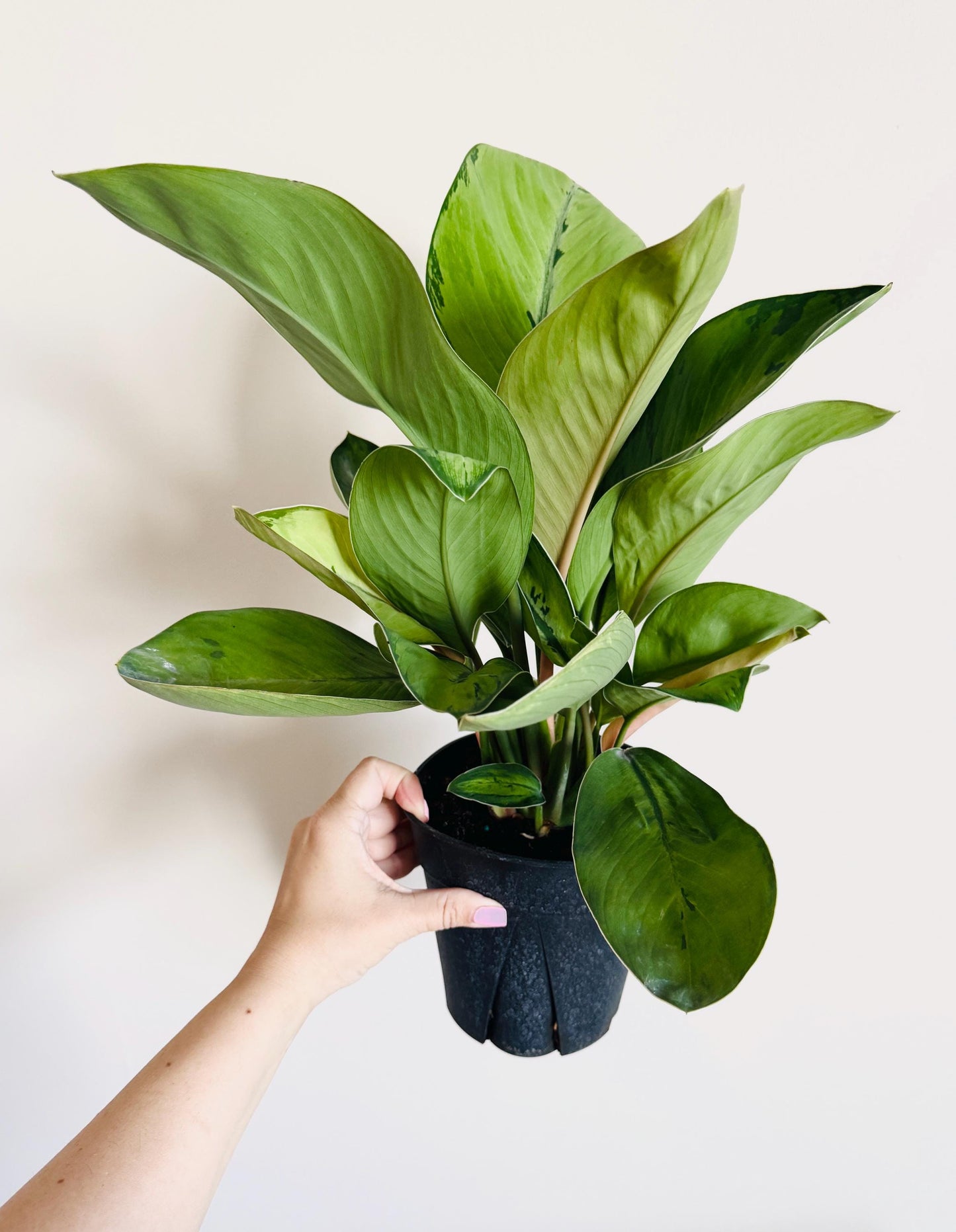 Homalomena Selby Plant - 6 inch Pot - optional deocrative pot