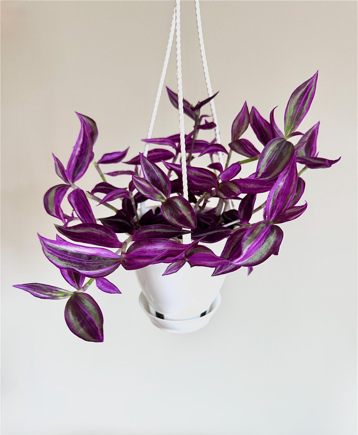 Tradescantia Pink Paradise Plant | 4.5 inch Hanging pot - Live Plant - optional decorative hanger
