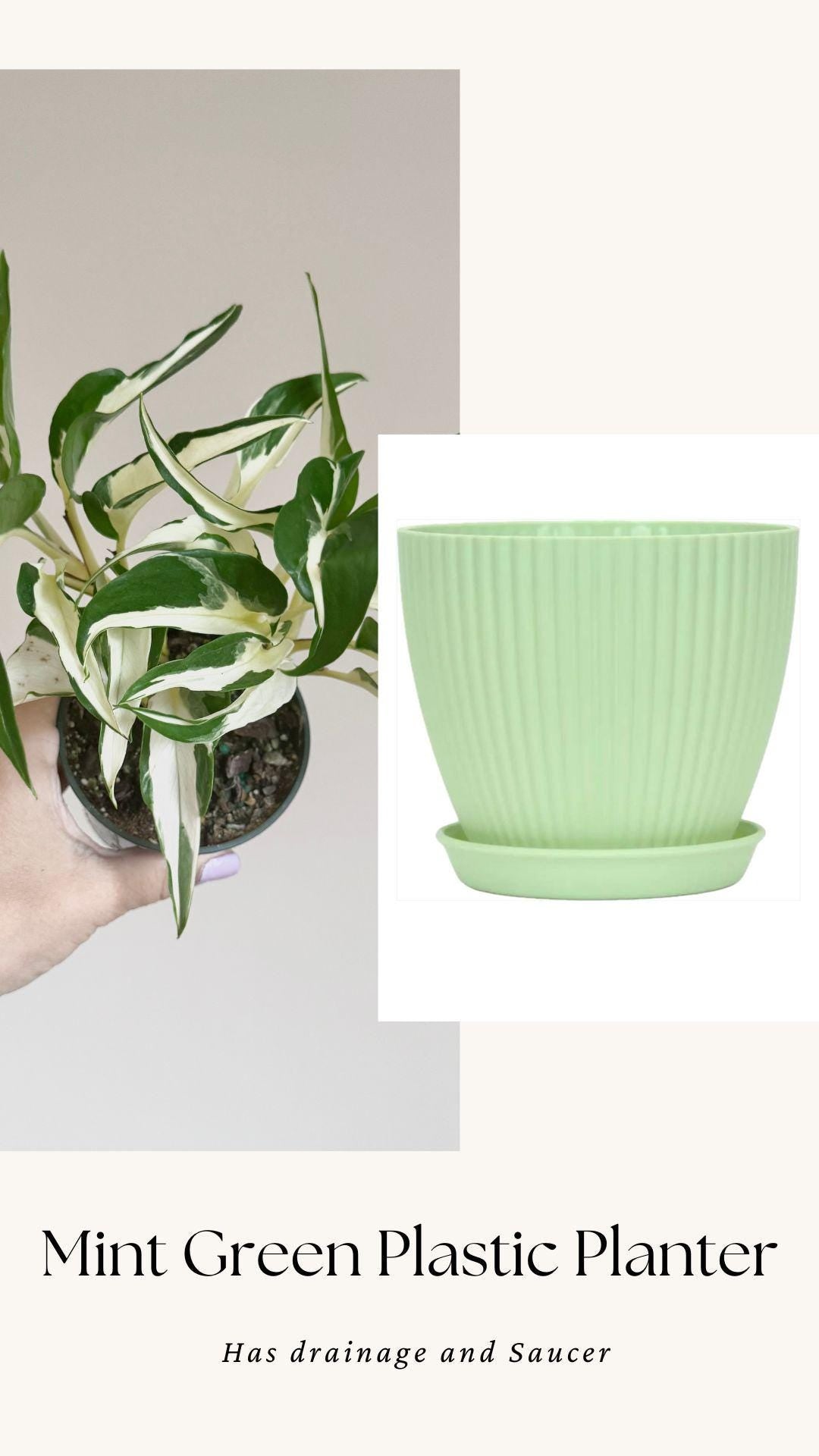 Manjula Mutant Pothos - 4 inch pot - Live Rare Plant