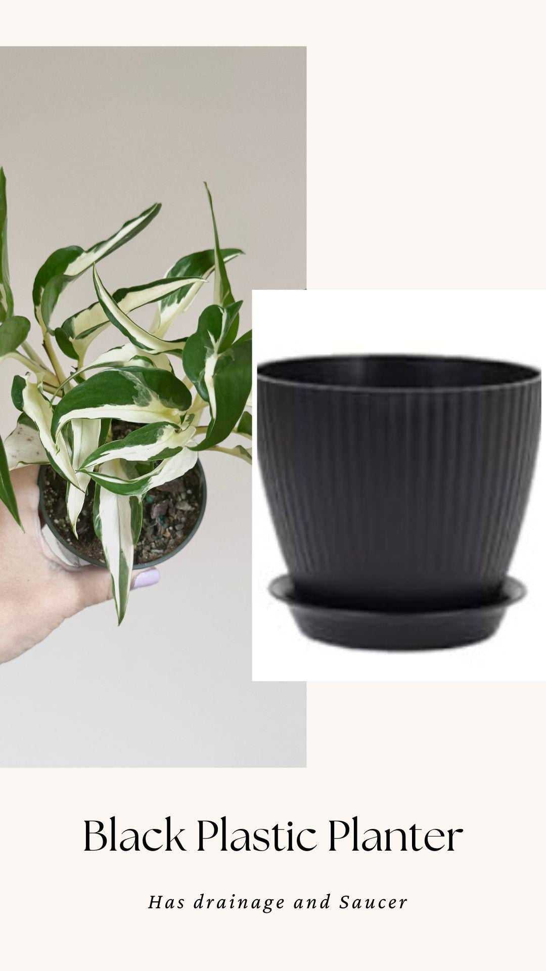 Manjula Mutant Pothos - 4 inch pot - Live Rare Plant