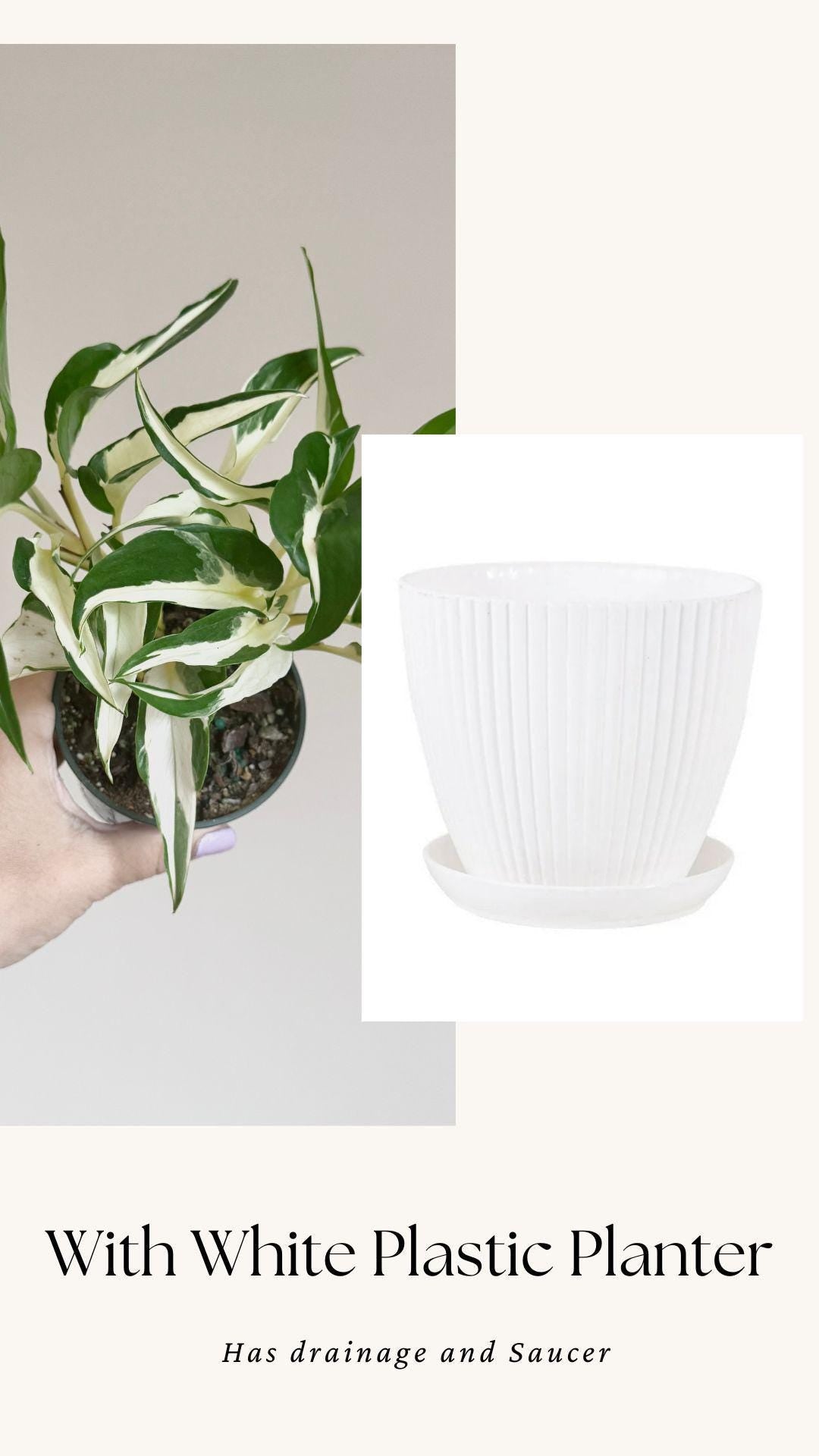Manjula Mutant Pothos - 4 inch pot - Live Rare Plant