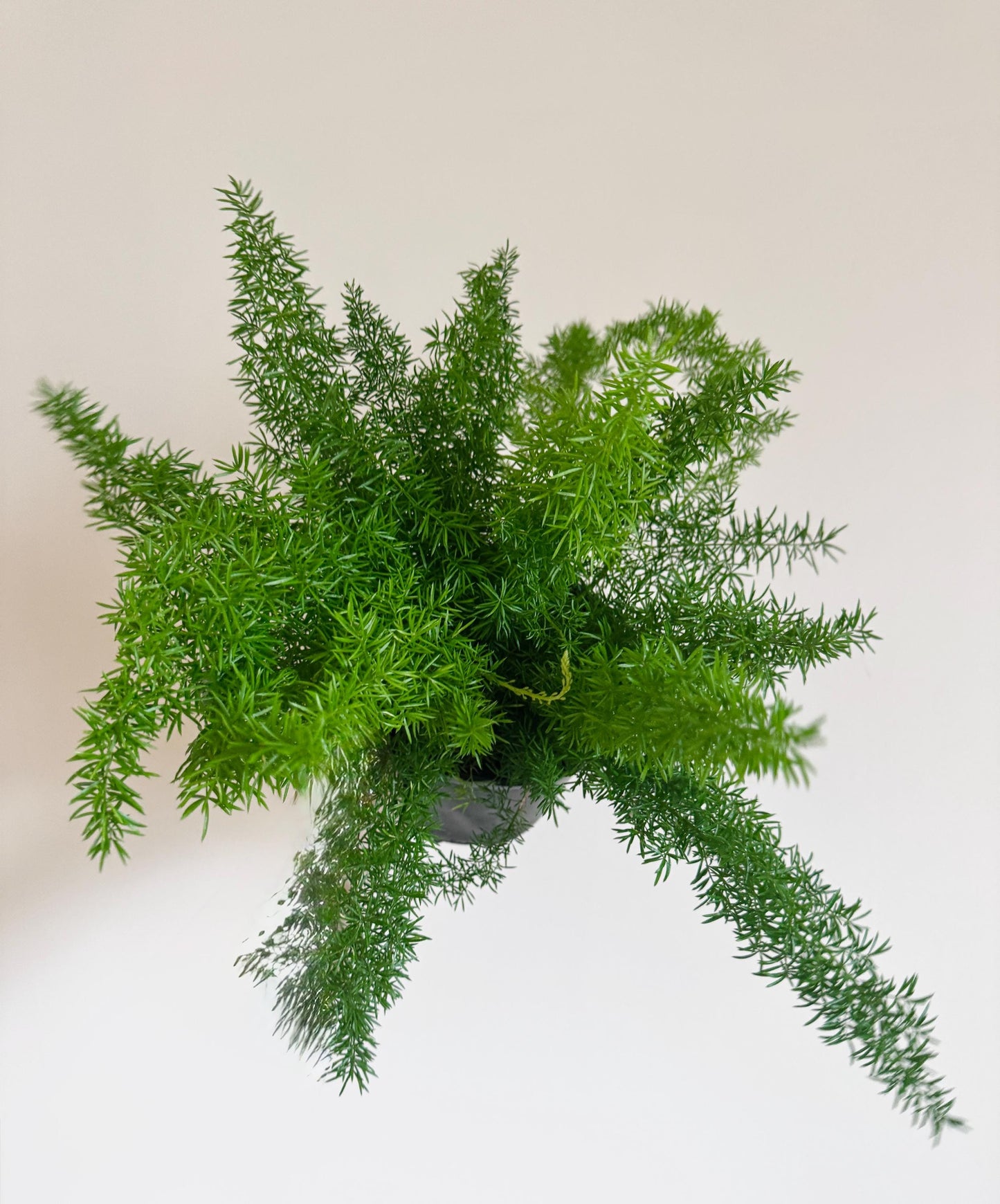 Fern Foxtail Plant - 6 inch Pot - optional decorative plant