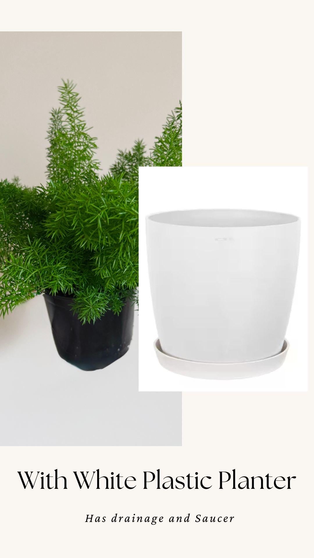 Fern Foxtail Plant - 6 inch Pot - optional decorative plant